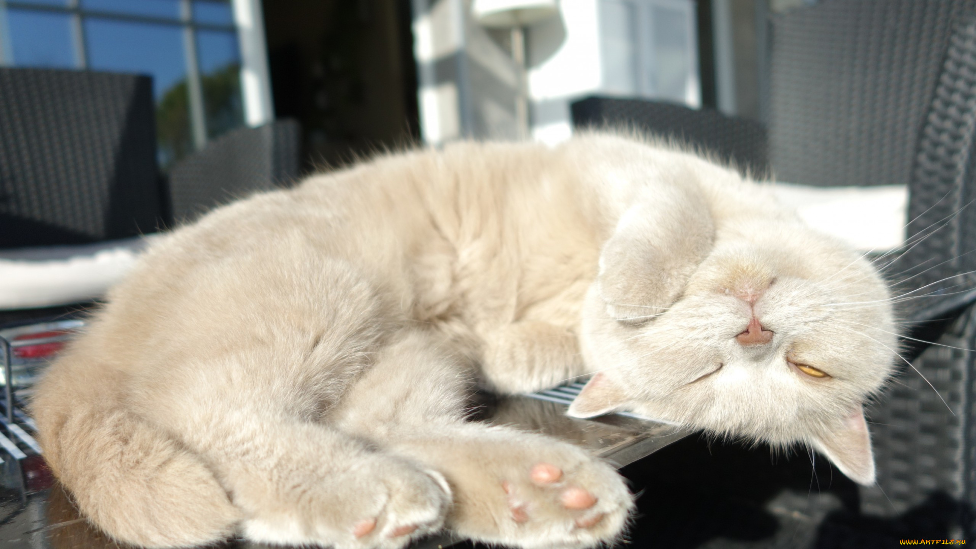 животные, коты, на, столе, отдых, британская, короткошёрстная, сон, спящий, котёнок