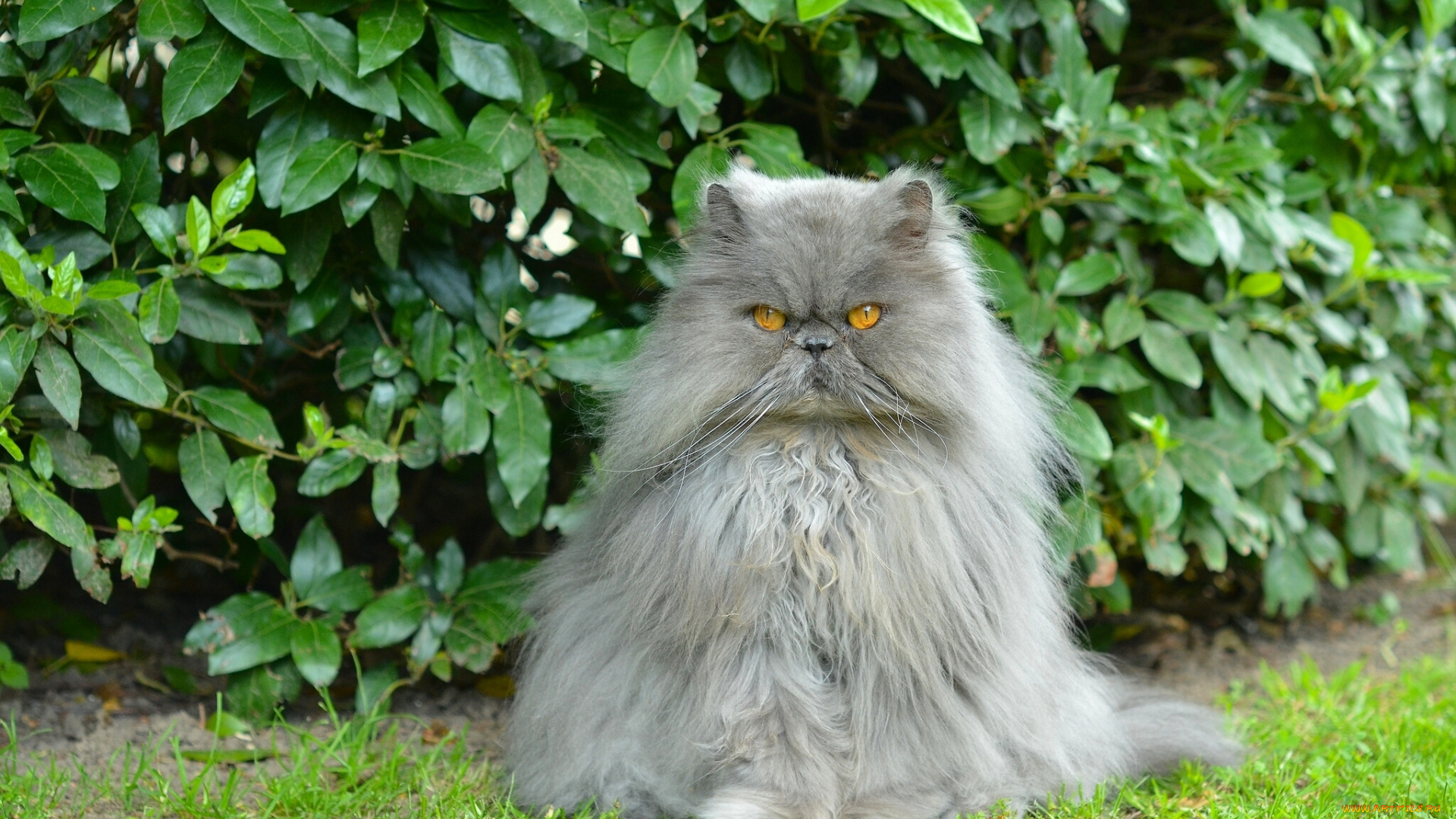 животные, коты, перс, кот, пушистый, важный, кусты, персидский