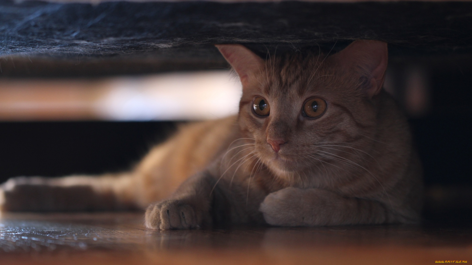 животные, коты, спрятался, взгляд, рыжий, кот