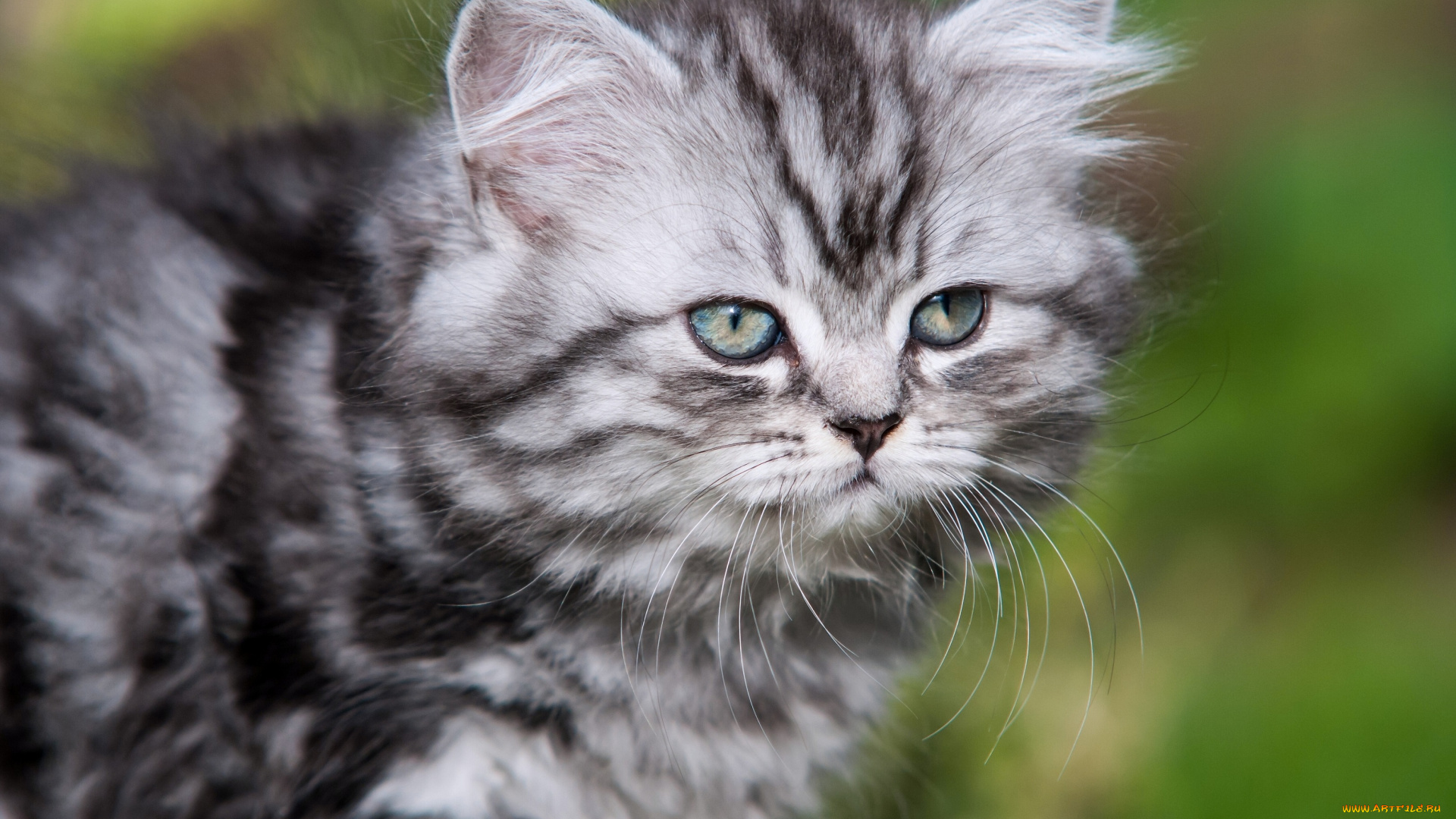 животные, коты, усы, котёнок, британская, длинношерстная, кошка
