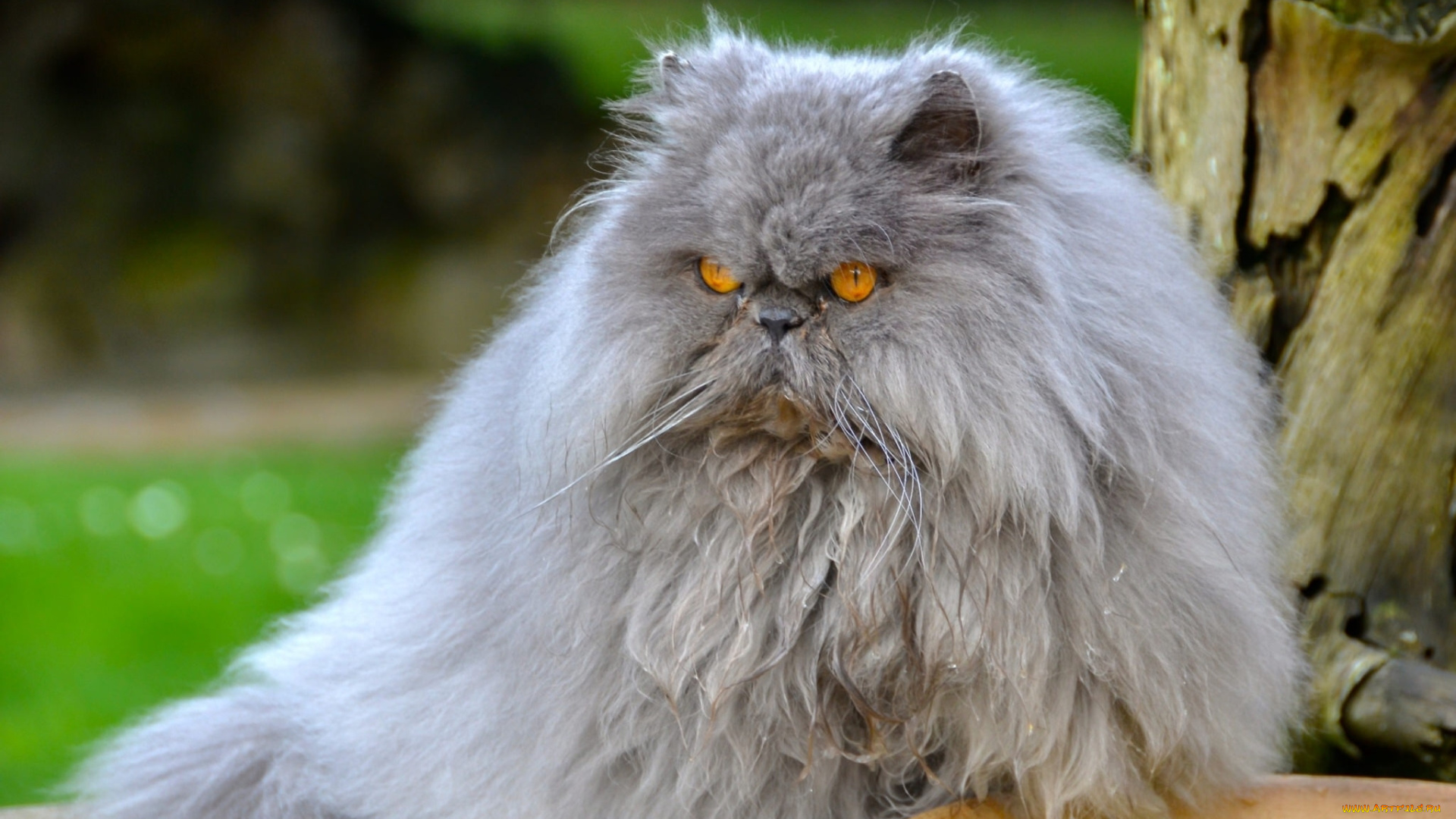 животные, коты, важный, пушистый, перс, кот, персидский