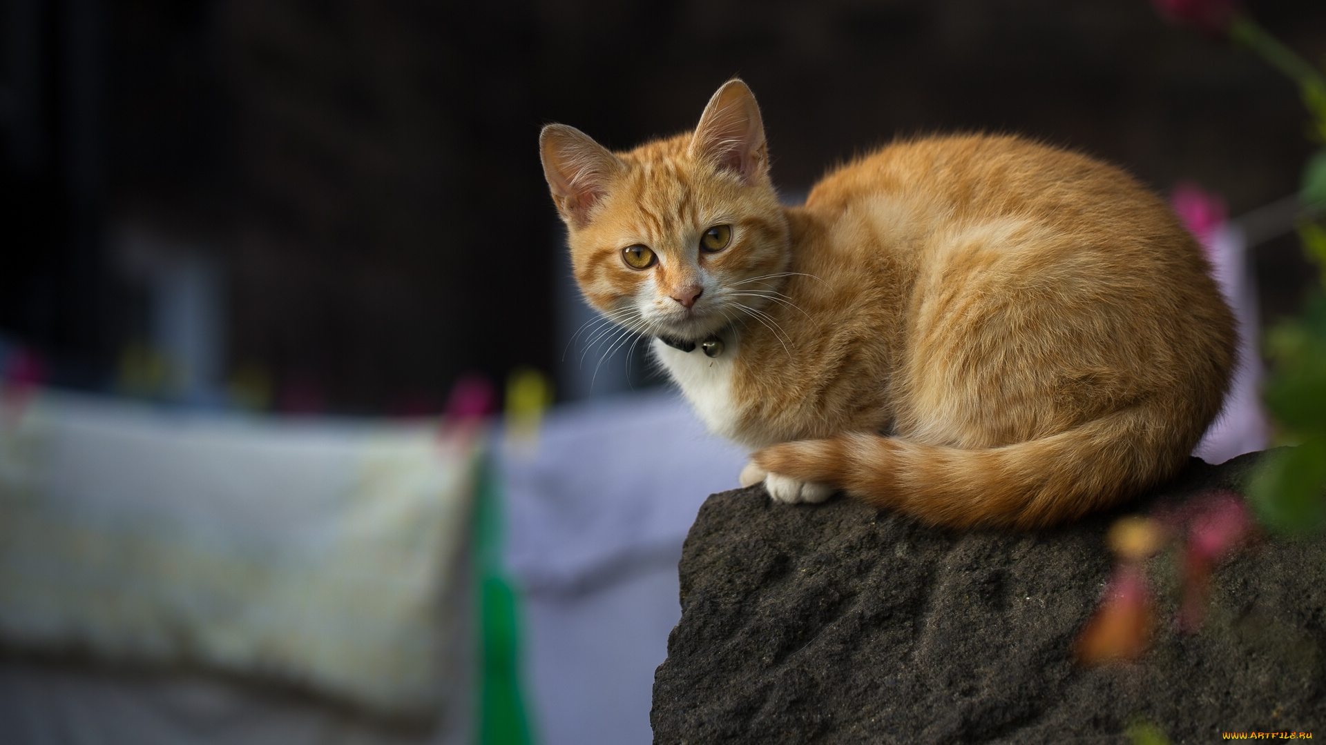 животные, коты, взгляд, рыжая, кошка