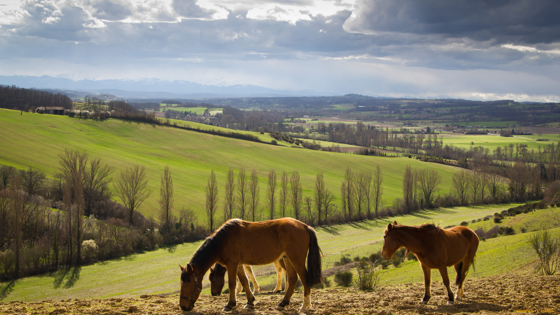 животные, лошади, поля, холмы, дервья, кони