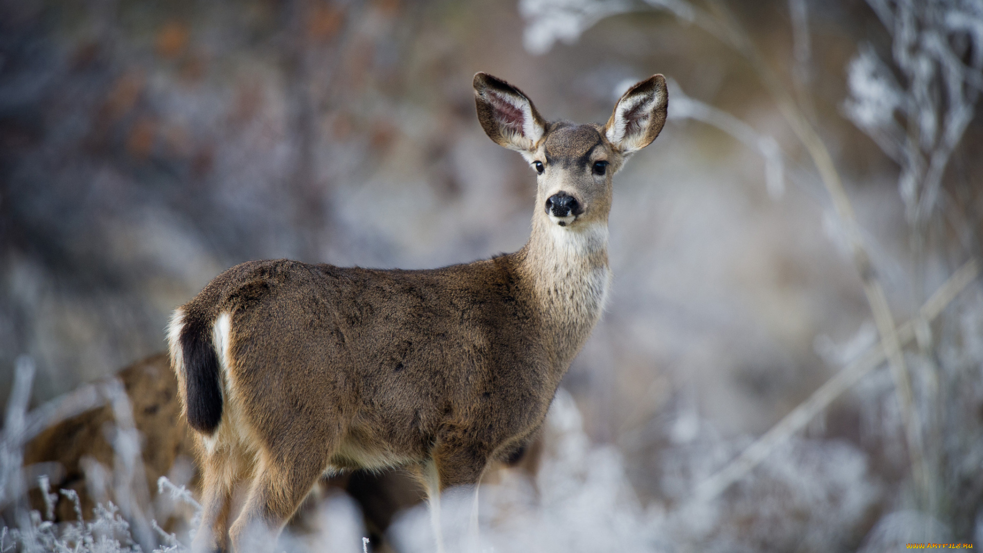 животные, олени, олень, природа, чернохвостый