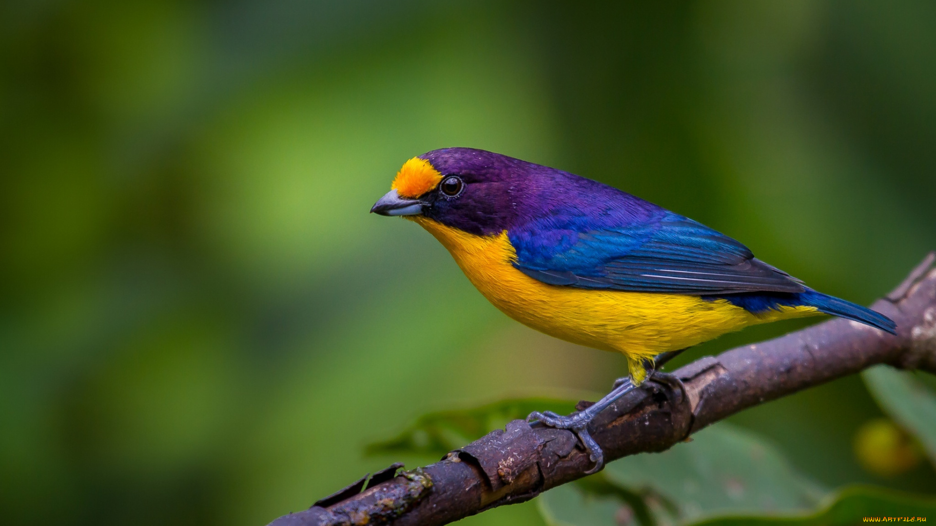 животные, птицы, природа, макро, окрас, ветка, птица