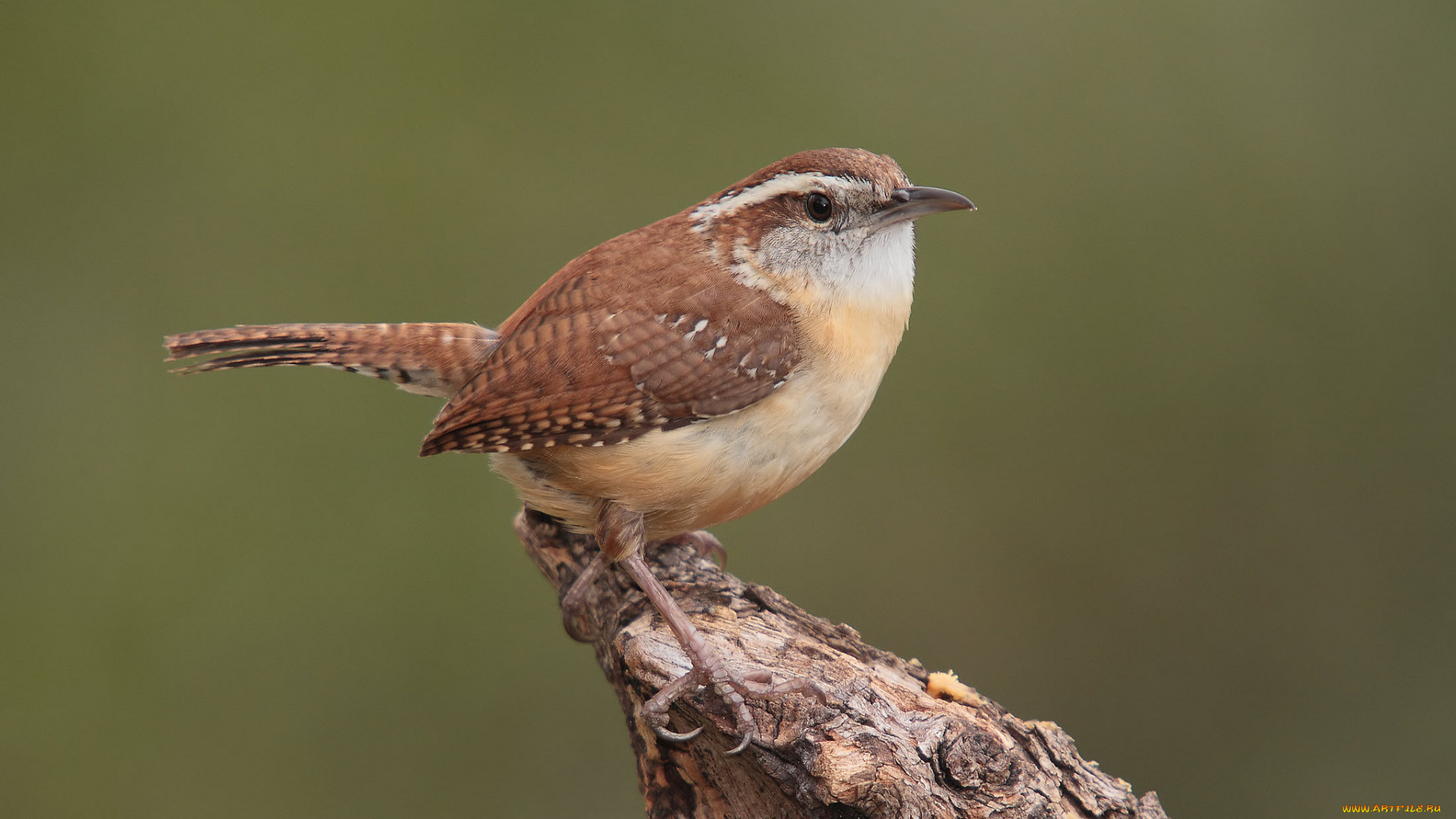 животные, птицы, птичка