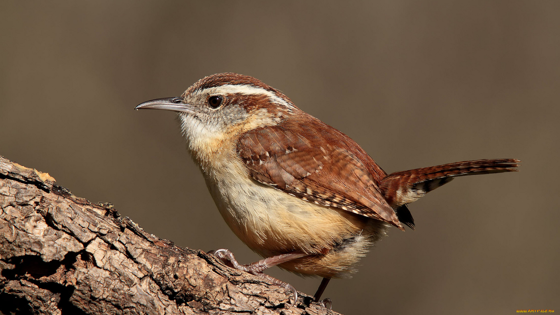 животные, птицы, птичка