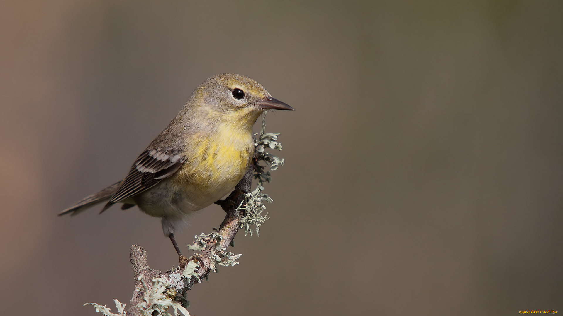 животные, птицы, птичка