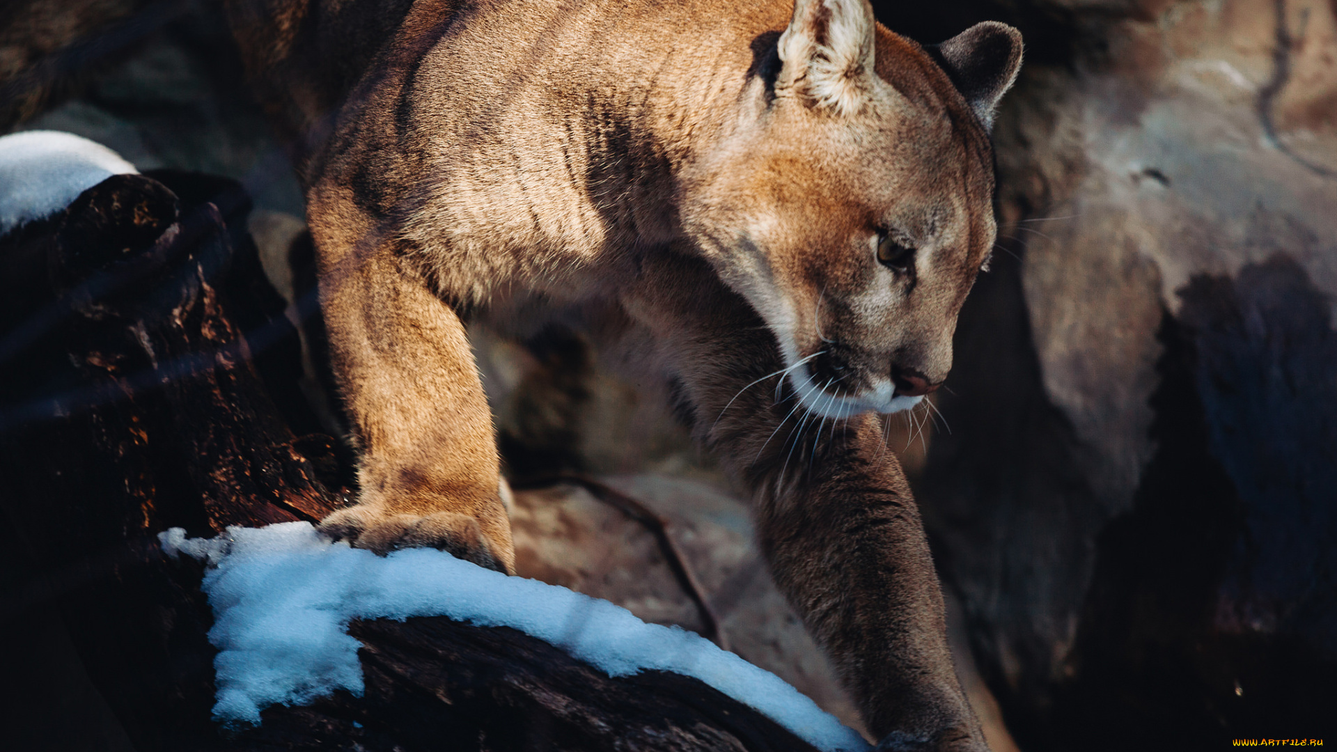 животные, пумы, пума, кугуар, хищник, дикая, кошка, горный, лев