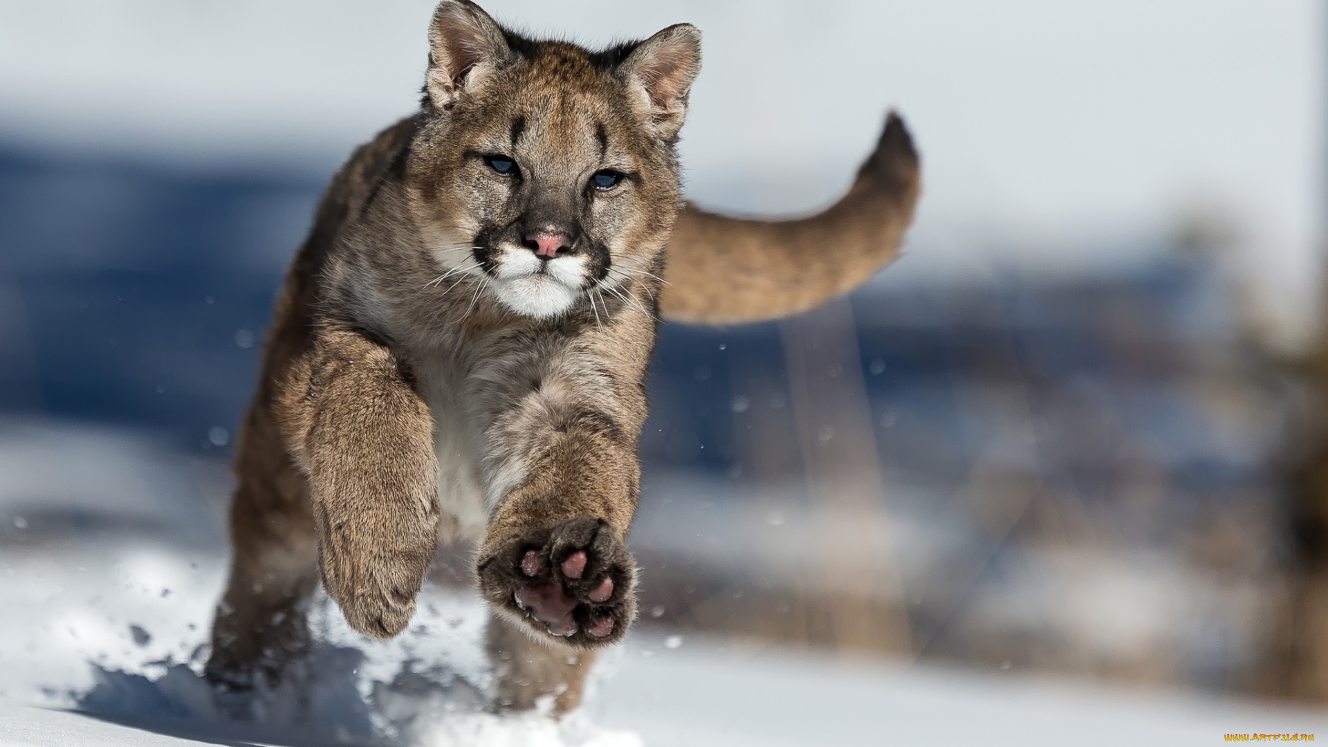 животные, пумы, зима, снег, пума