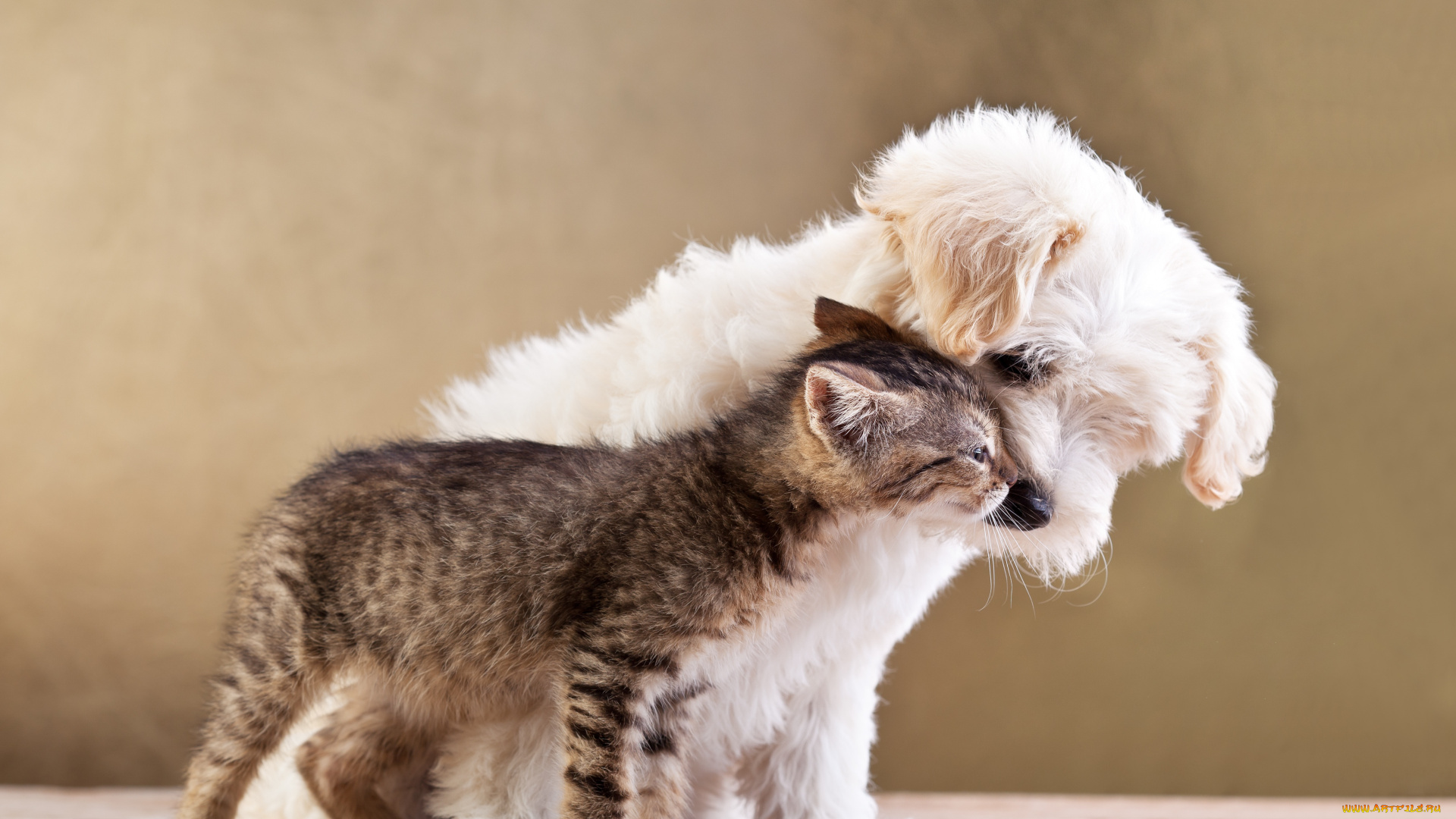 животные, разные, вместе, котёнок, щенок