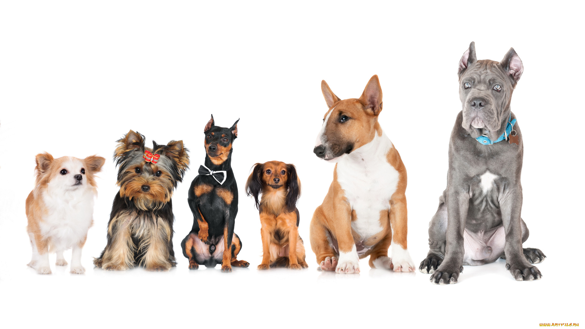 животные, собаки, чихуахуа, бультеррьер, кане, корс, русский, той, терьер, йоркширский, доберман