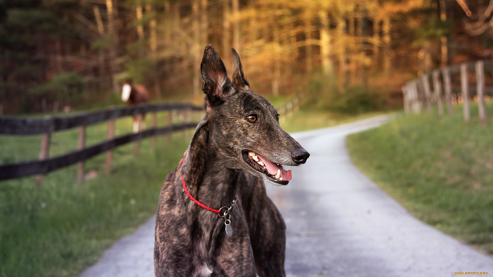 животные, собаки, собака, друг, взгляд