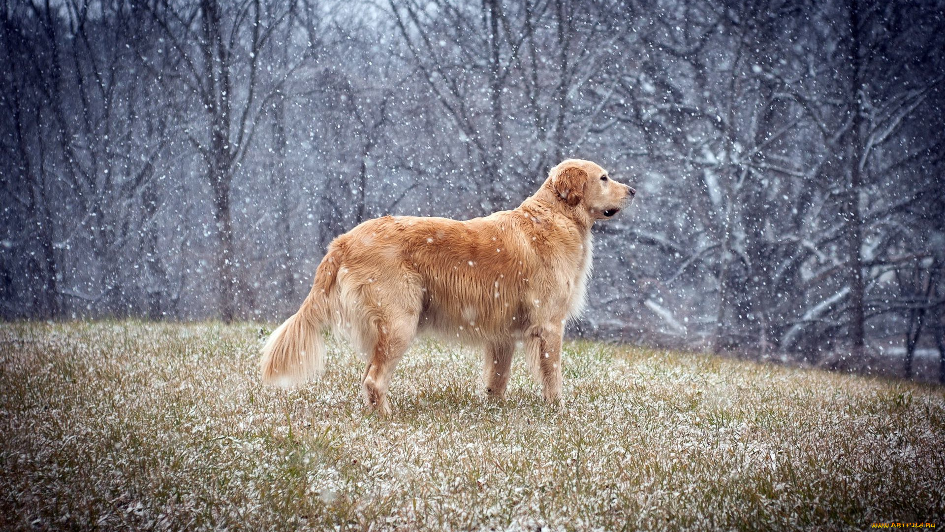 животные, собаки, собака, лес