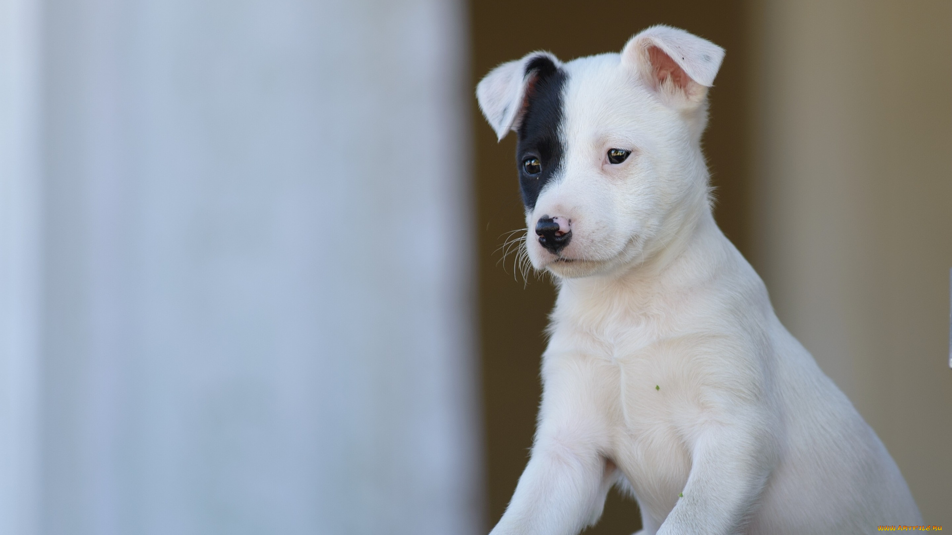 животные, собаки, собака, пёсик, щенок