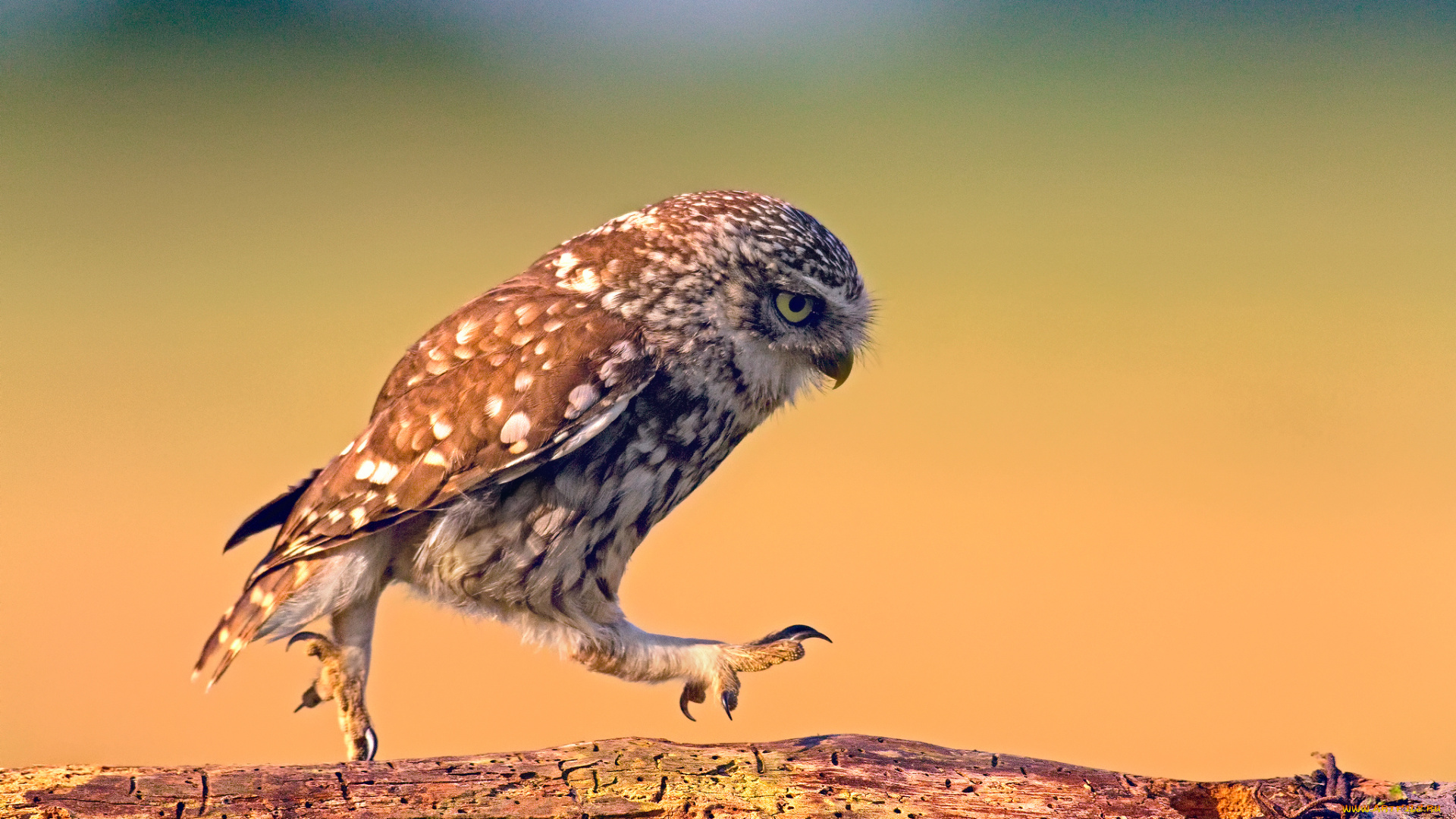животные, совы, дерево, доска, шагает, прогулка, сова, птица