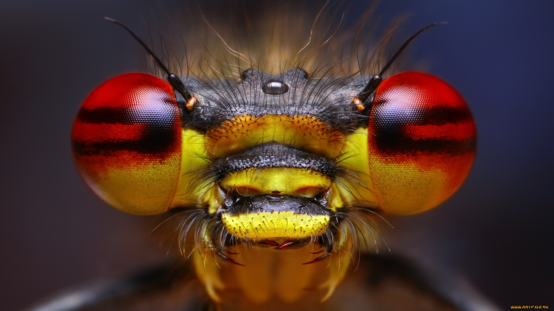 животные, стрекозы, насекомое, глаза, боке, усики