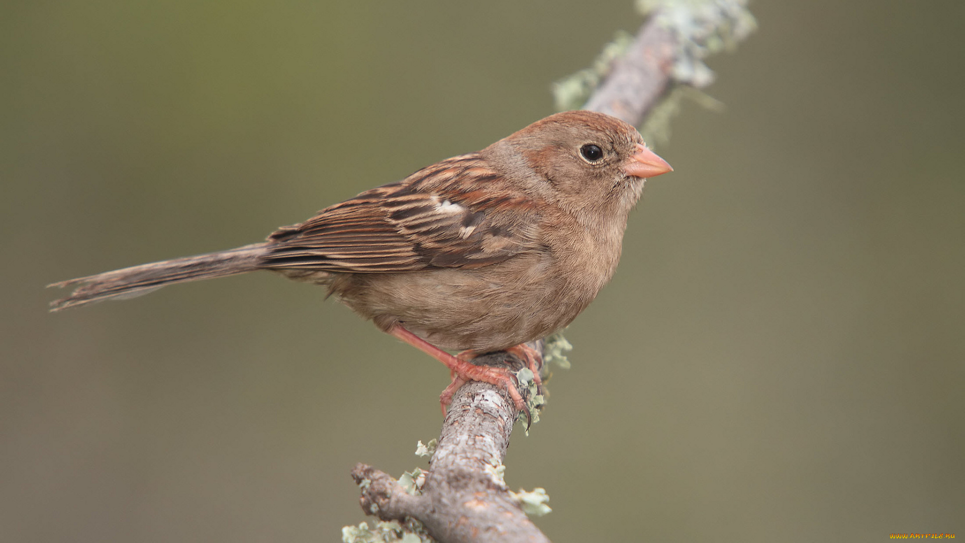 животные, воробьи, птичка