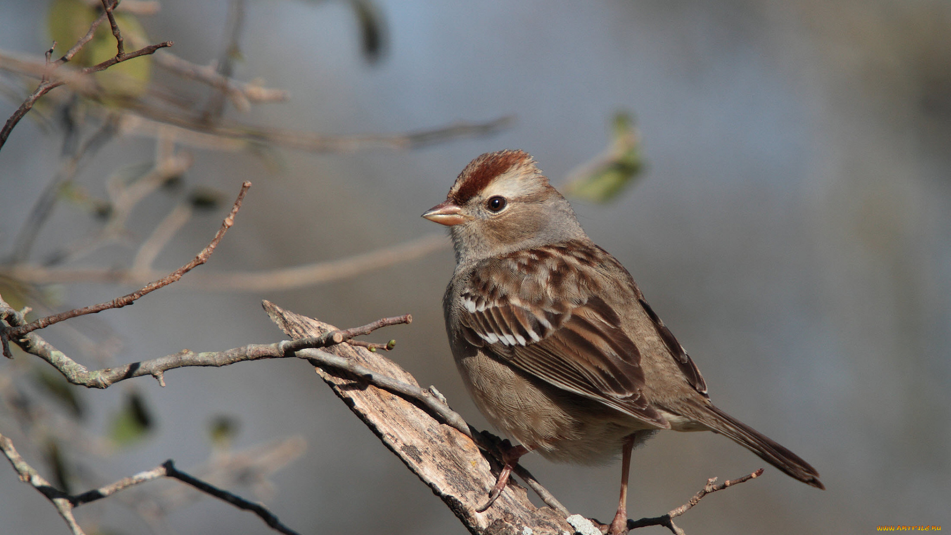 животные, воробьи, птичка