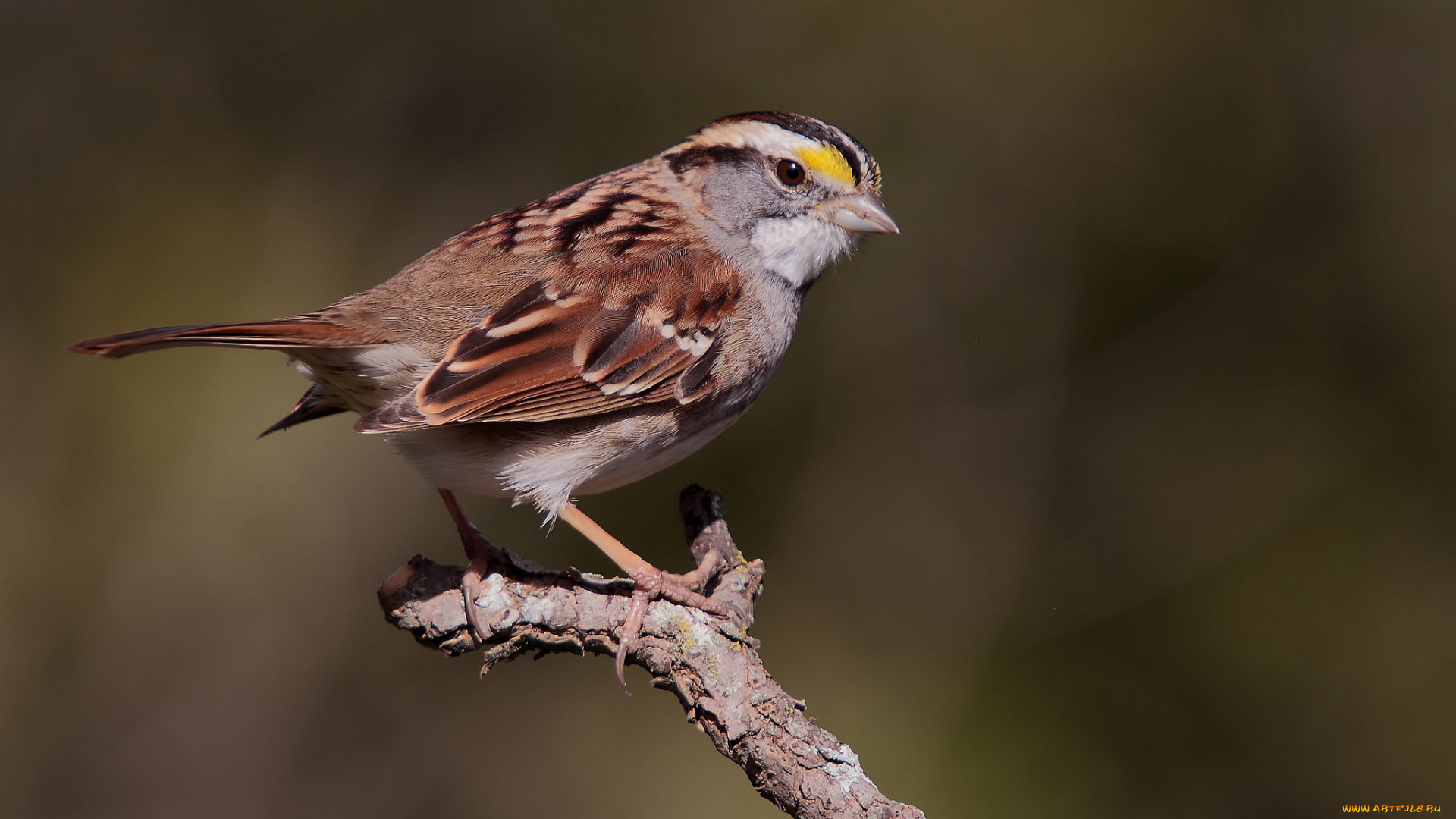 животные, воробьи, птичка