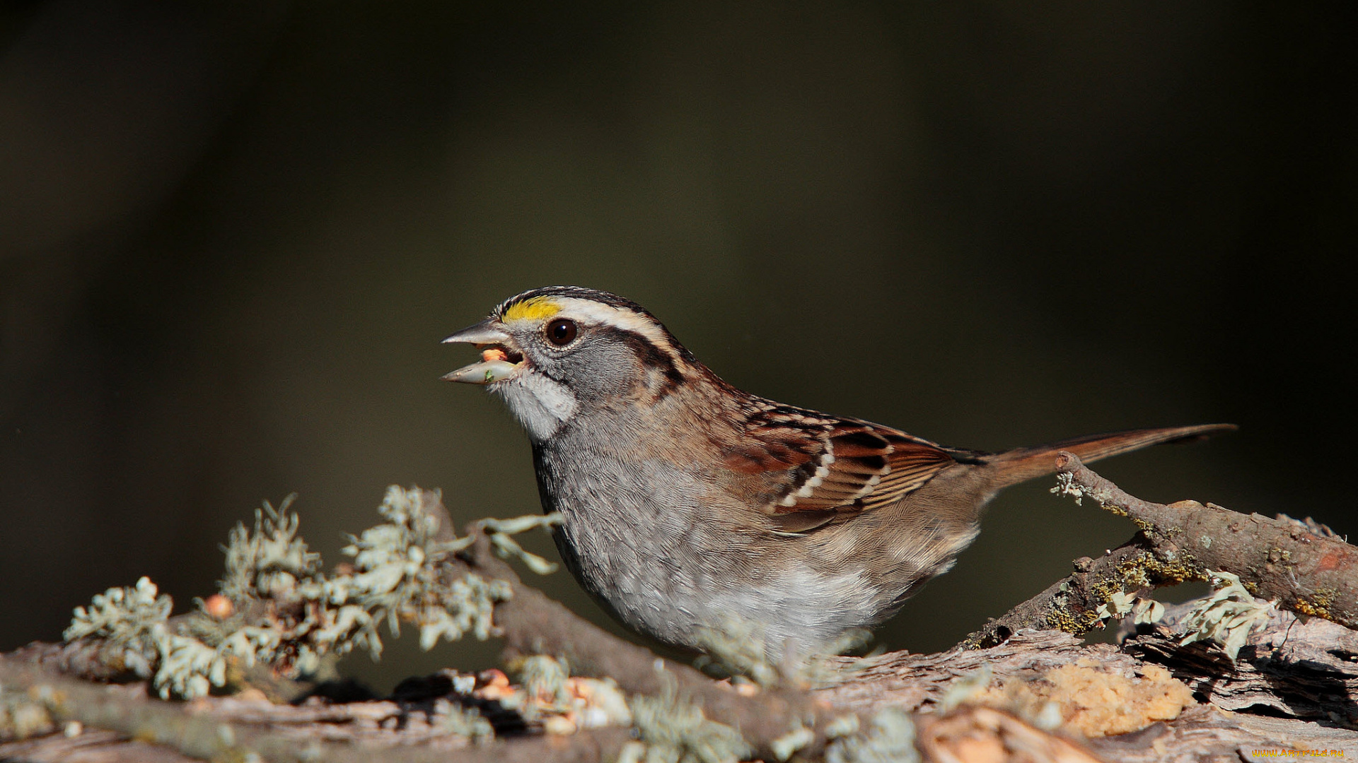 животные, воробьи, птичка