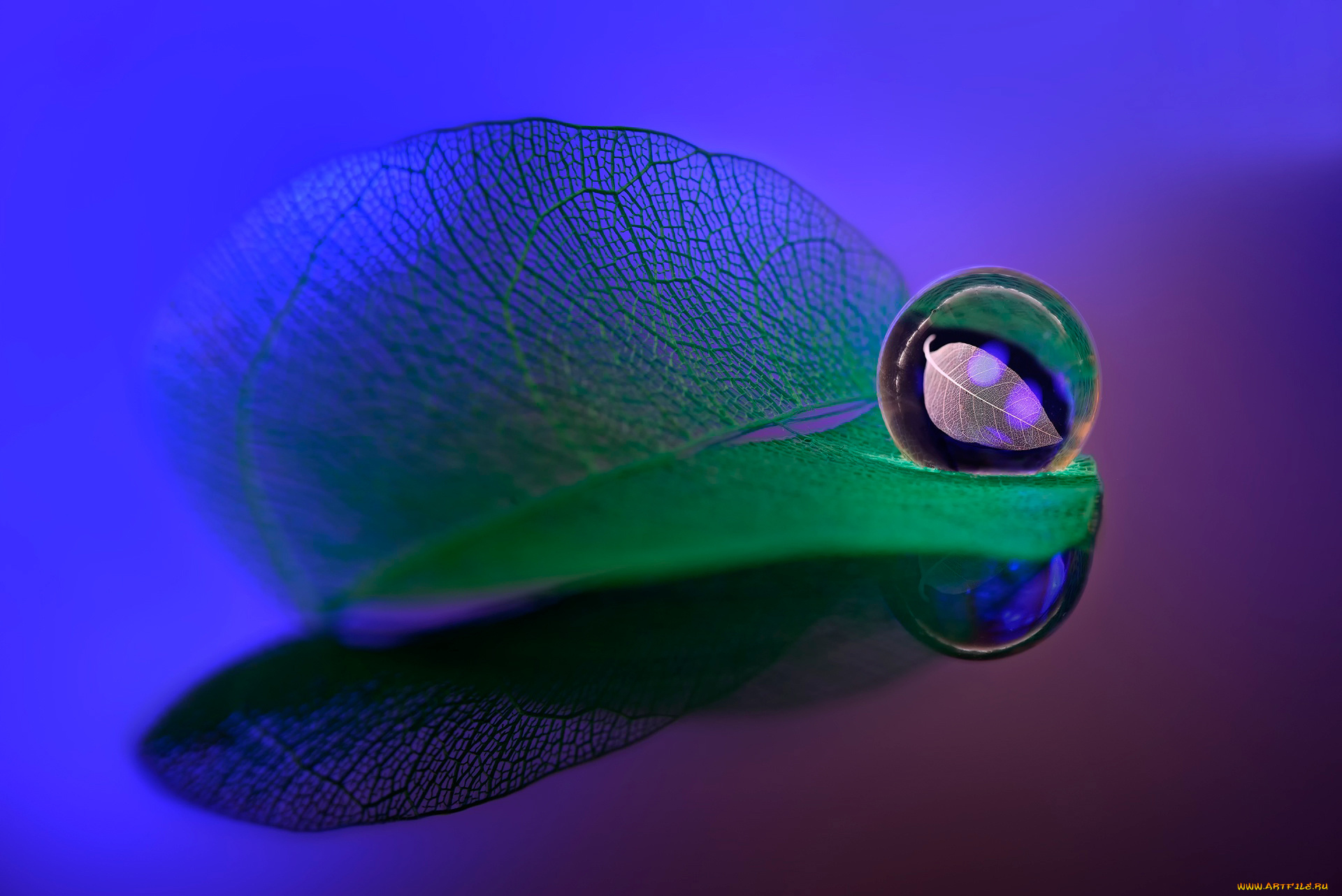 разное, капли, , брызги, , всплески, прожилки, лист, капля