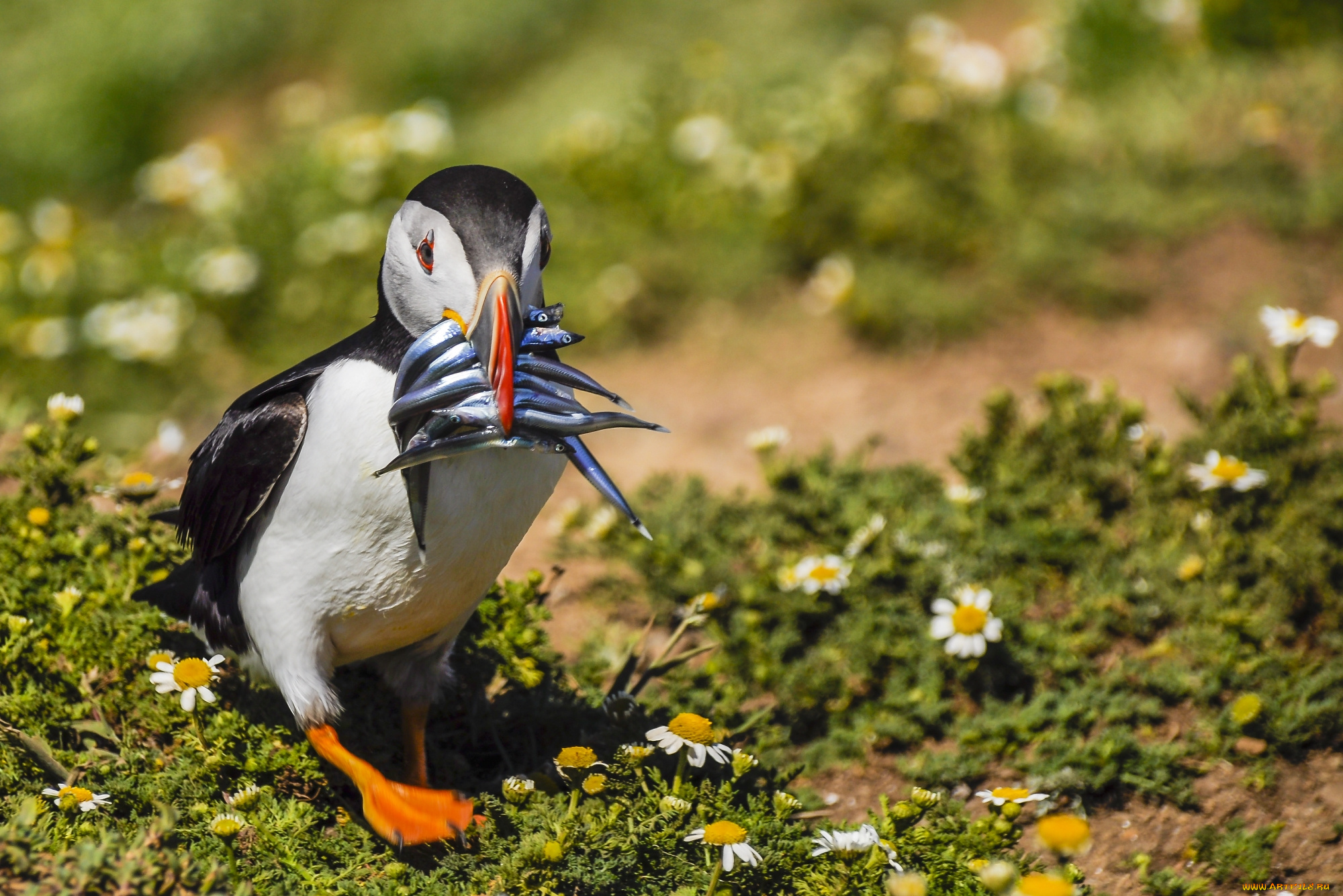 животные, тупики, птичка