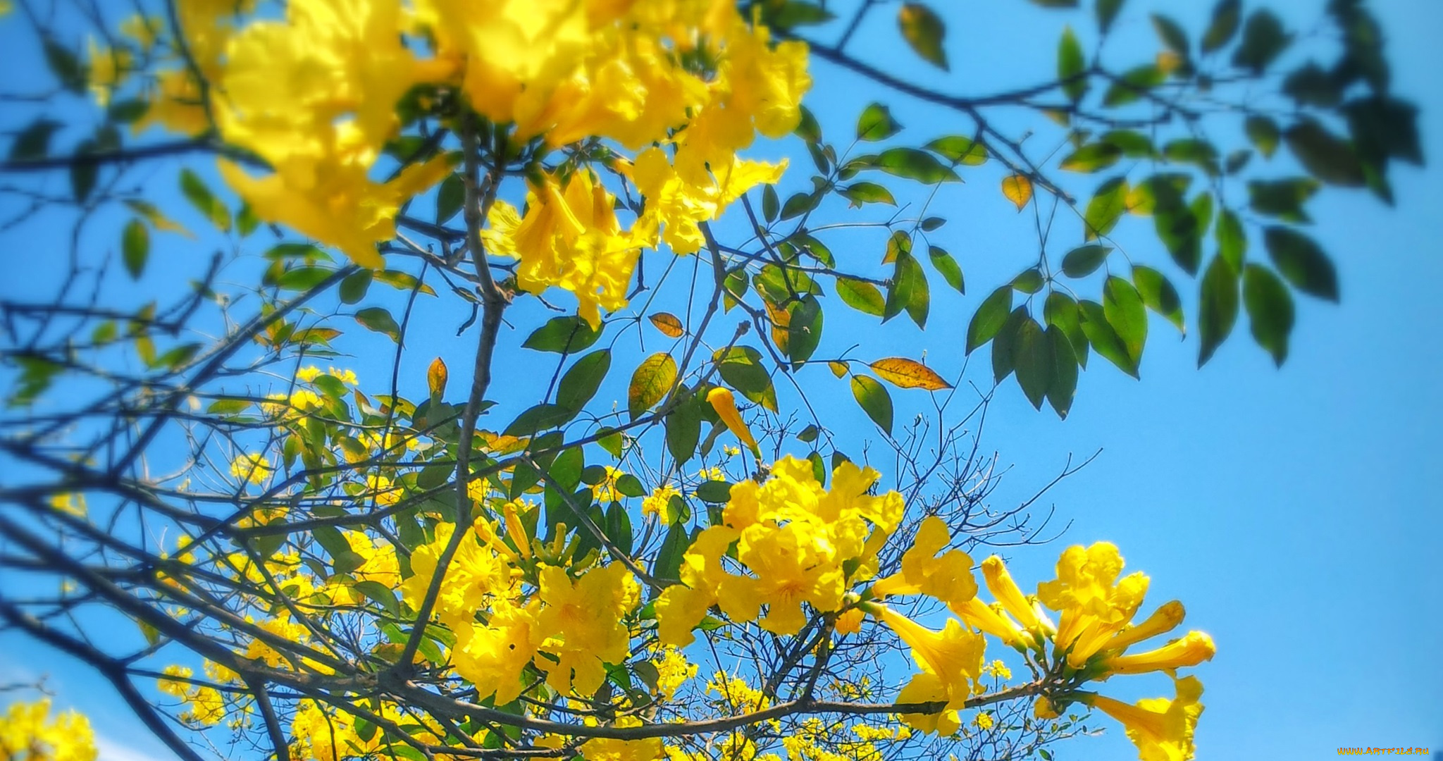 цветы, лагерстрёмия, , индийская, сирень, ветка, дерево, небо