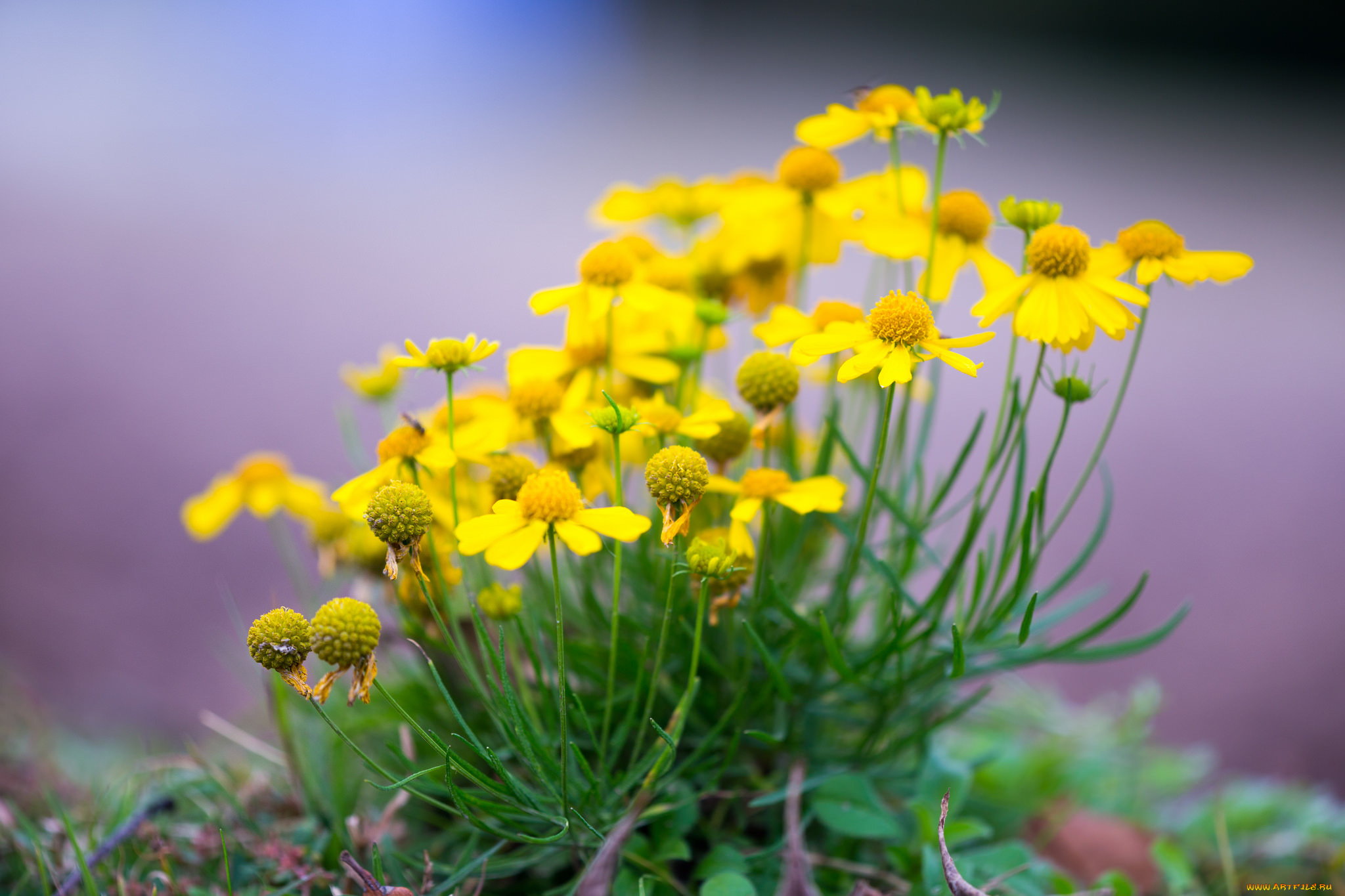 цветы, луговые, , полевые, , цветы, природа, лепестки, растение, луг, сад, поле