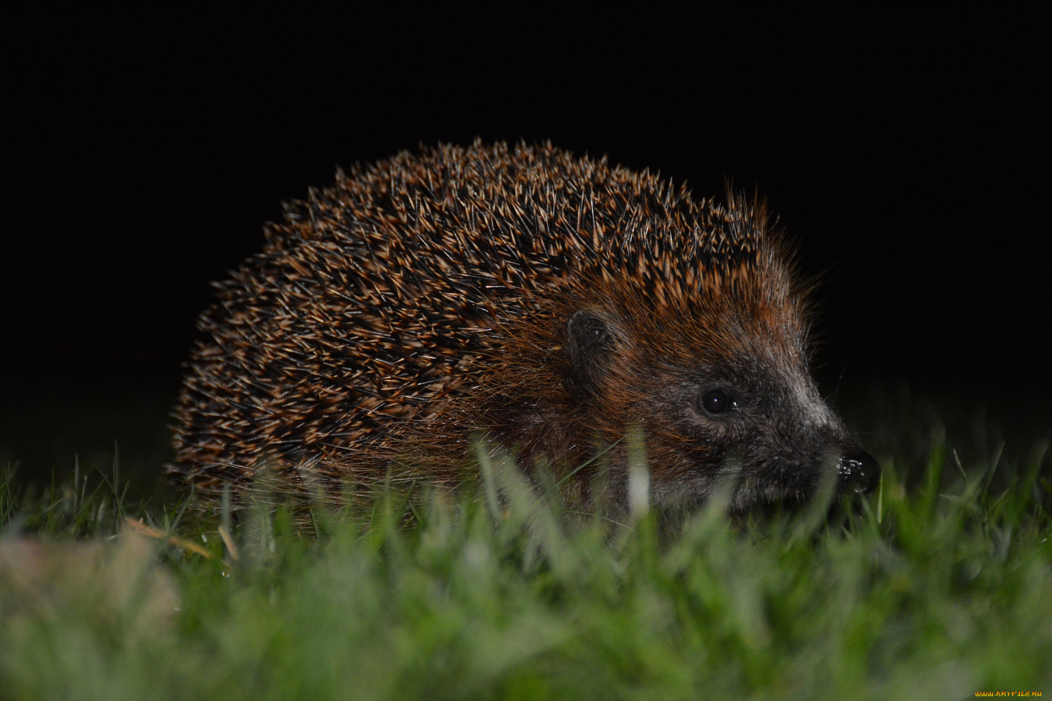 животные, ежи, ежик, глазки, мордочка, колючки