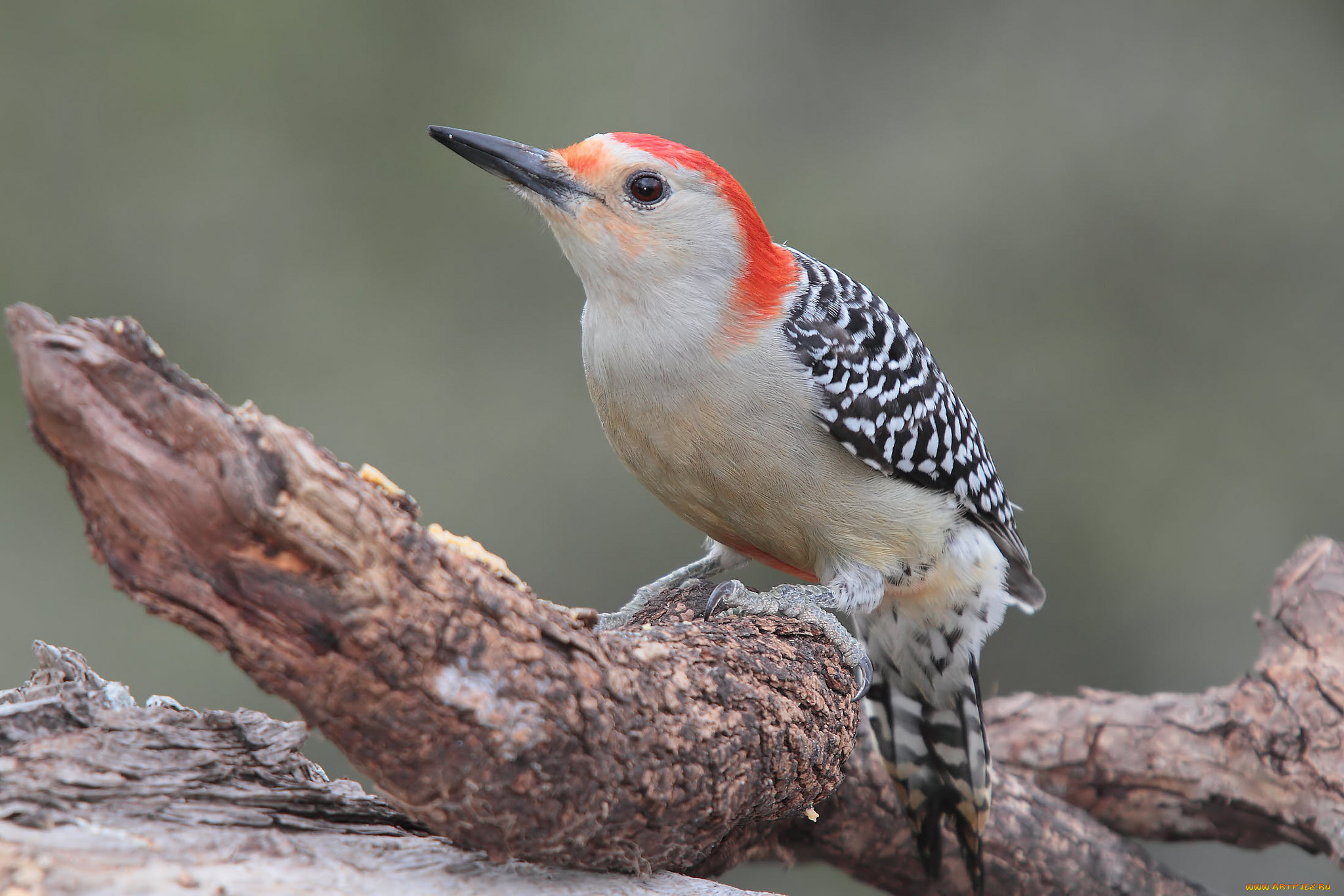 животные, дятлы, птичка