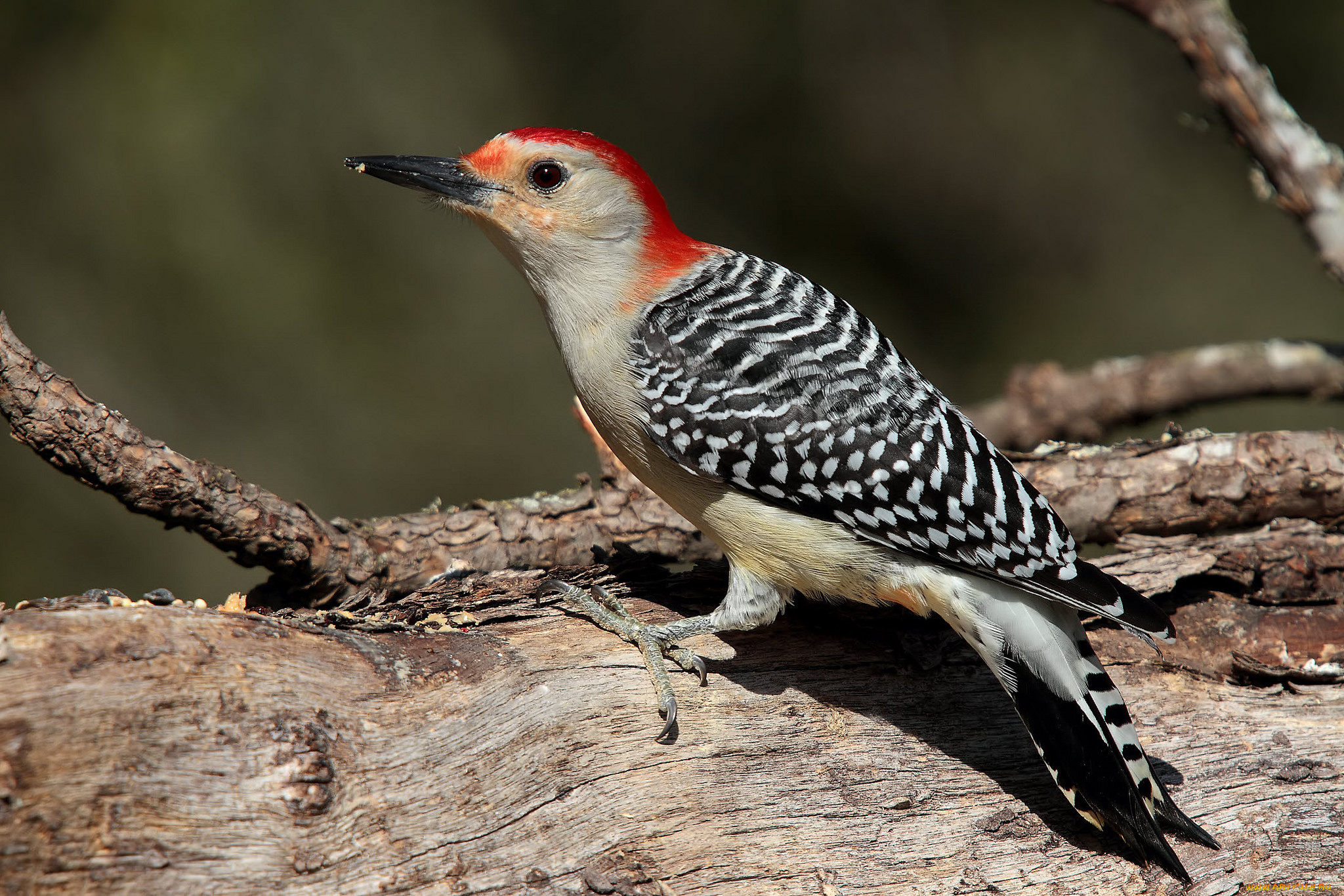 животные, дятлы, птичка