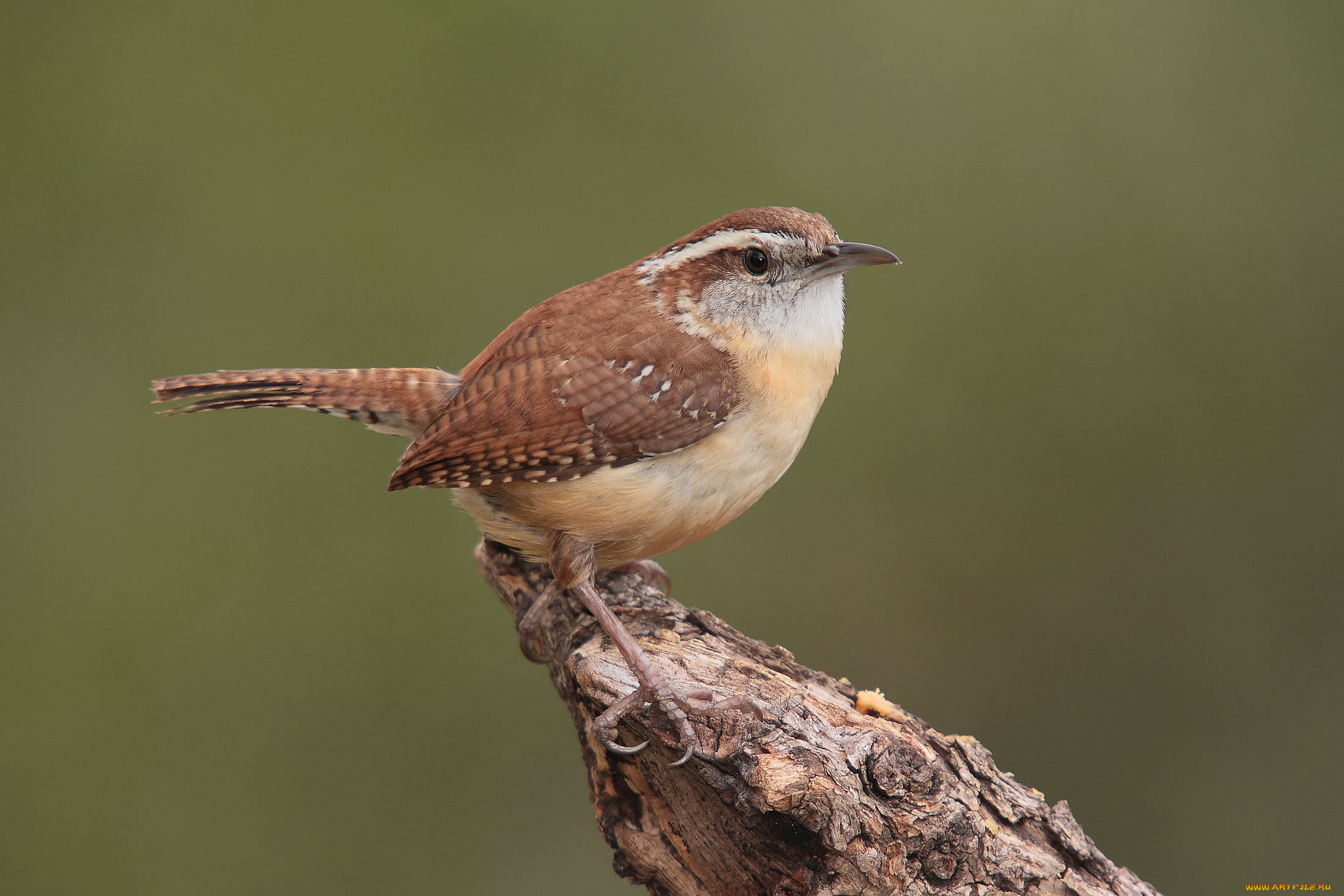 животные, птицы, птичка