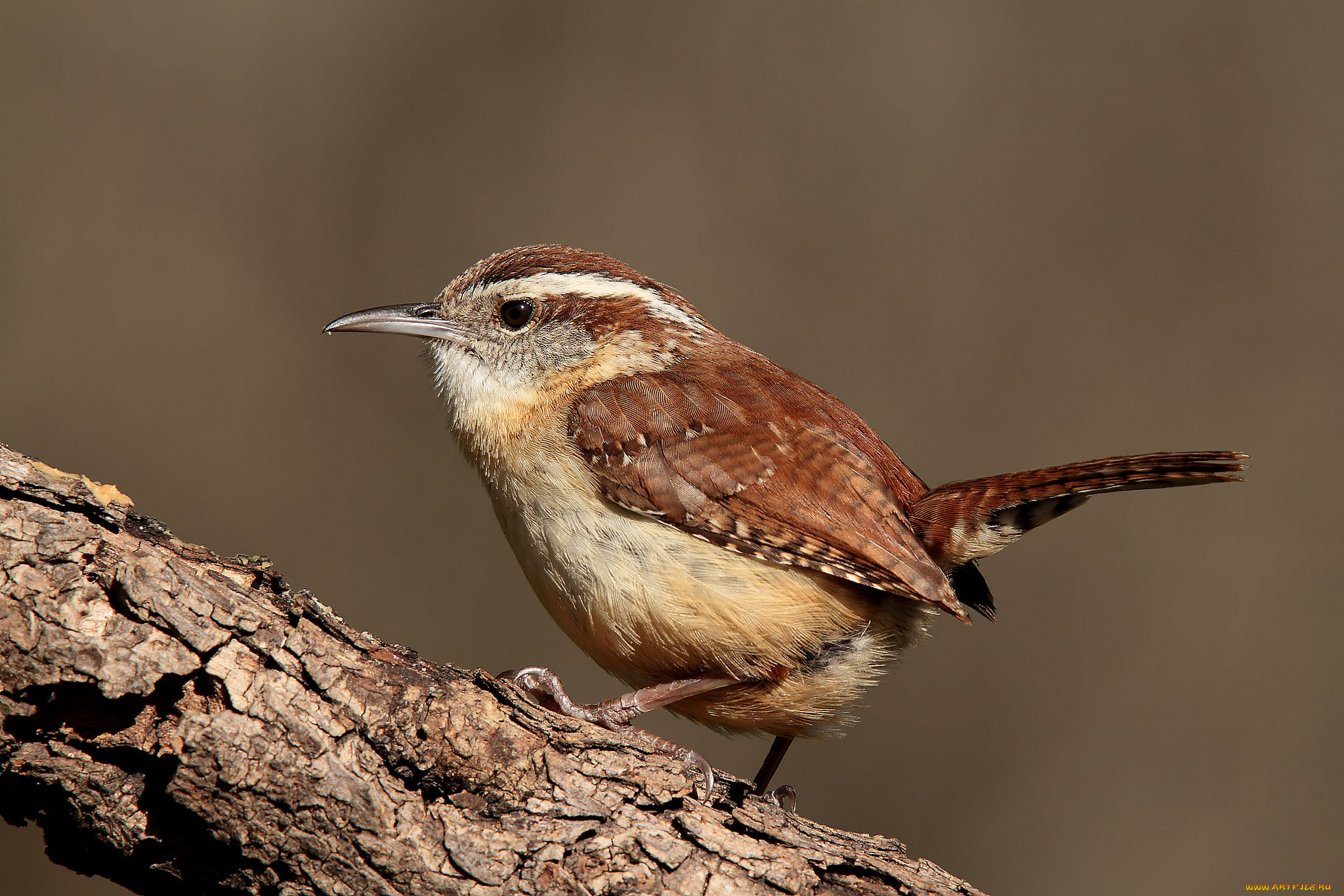 животные, птицы, птичка