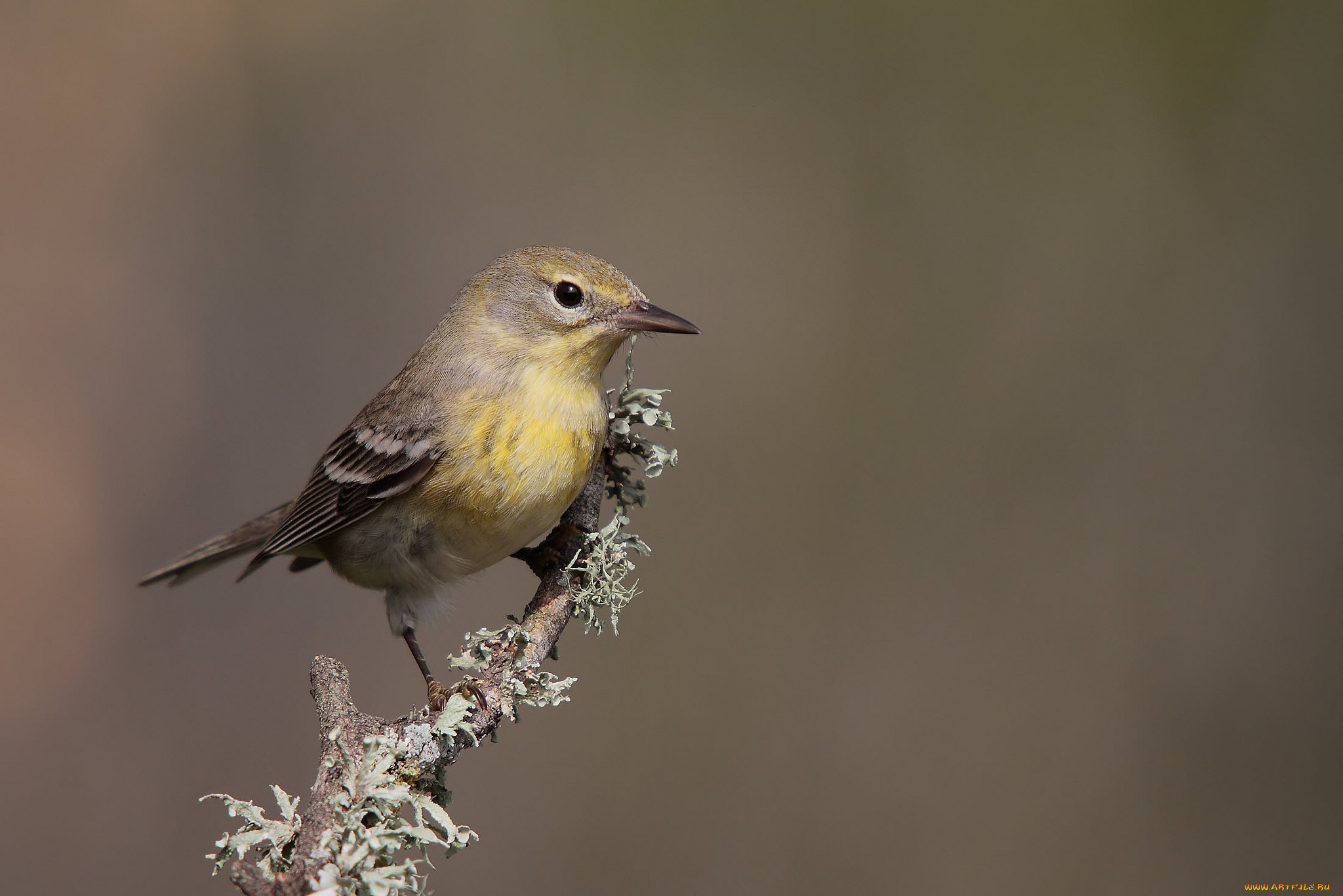 животные, птицы, птичка