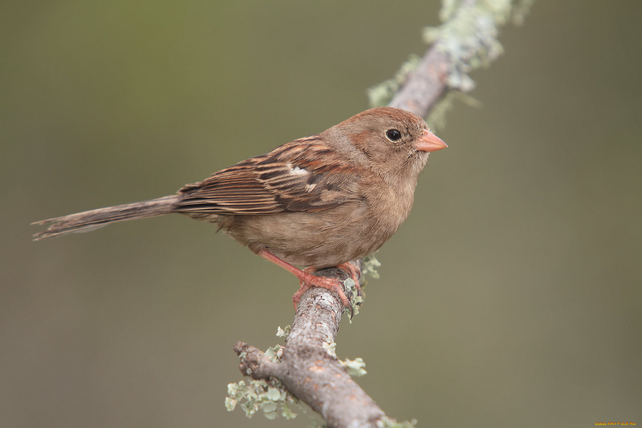 животные, воробьи, птичка