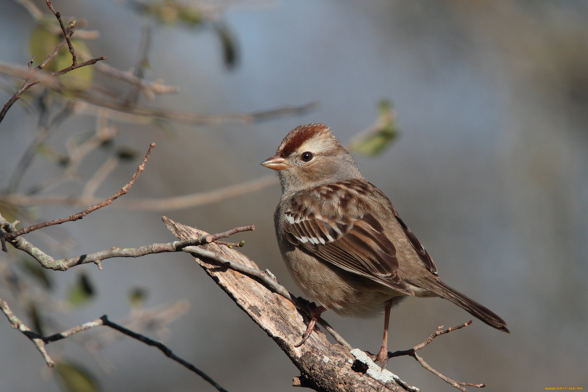 животные, воробьи, птичка