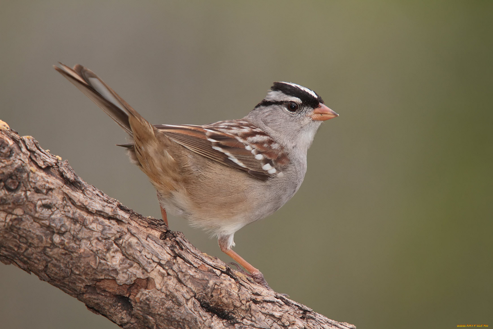 животные, воробьи, птичка