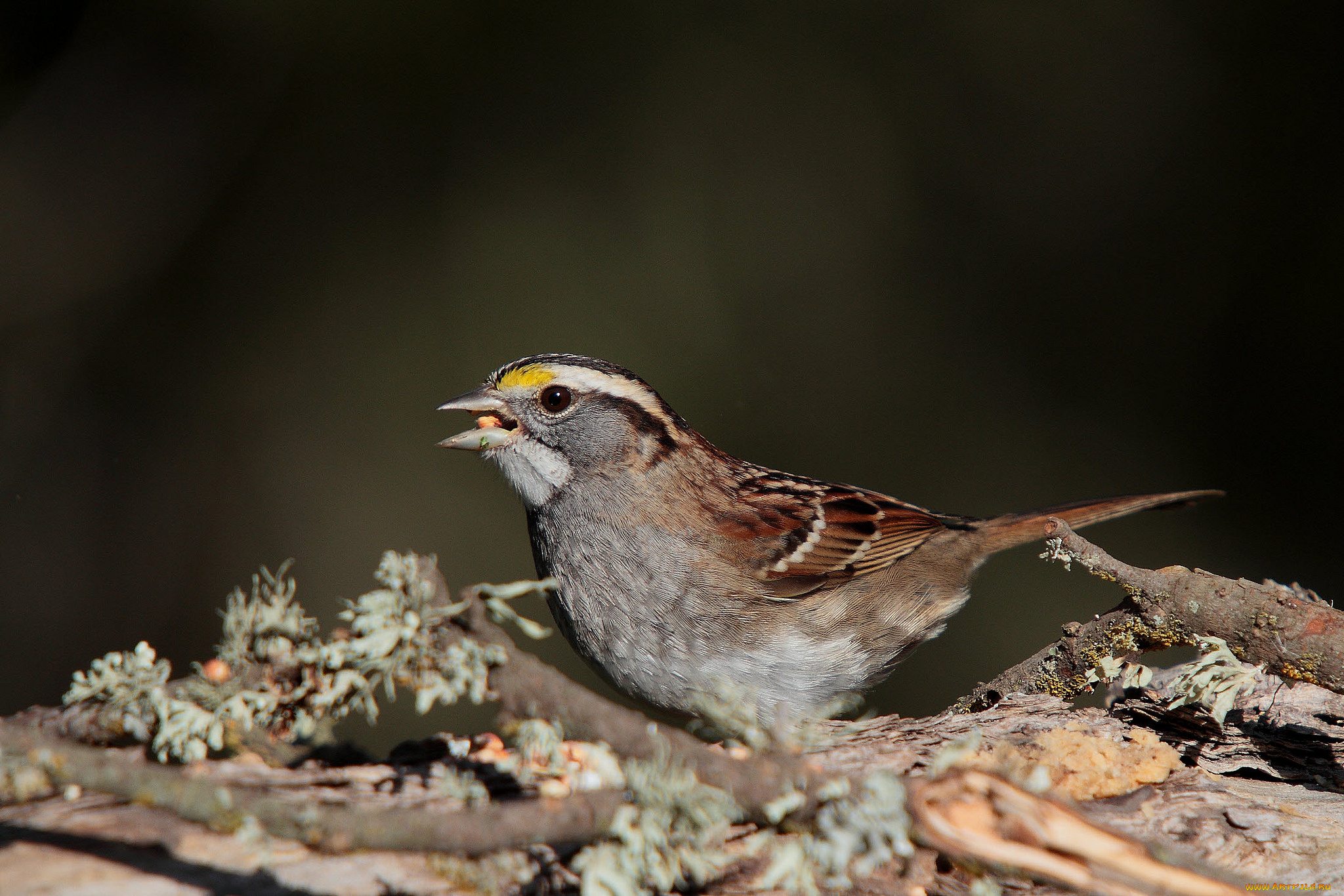 животные, воробьи, птичка