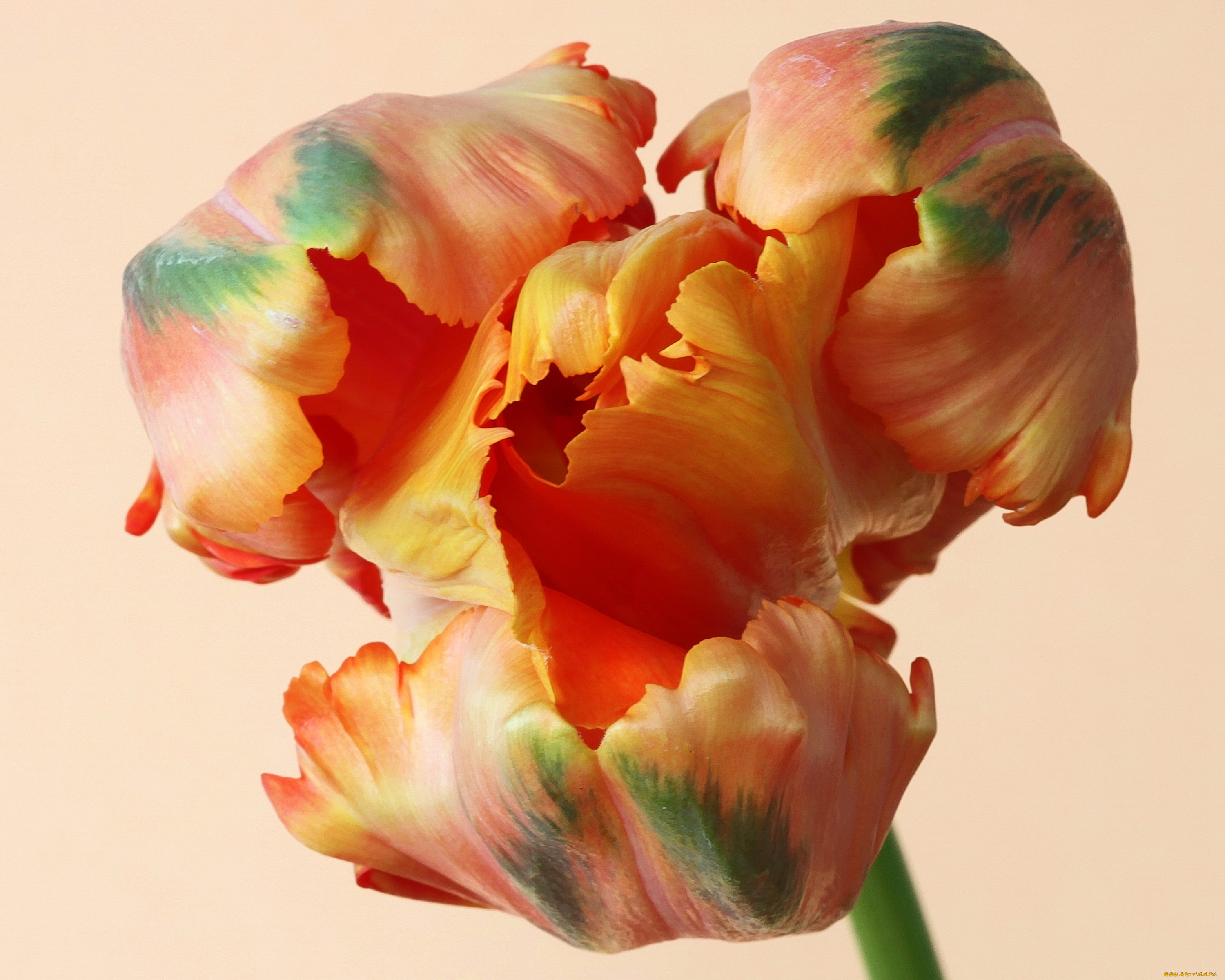 цветы, тюльпаны, тюльпан