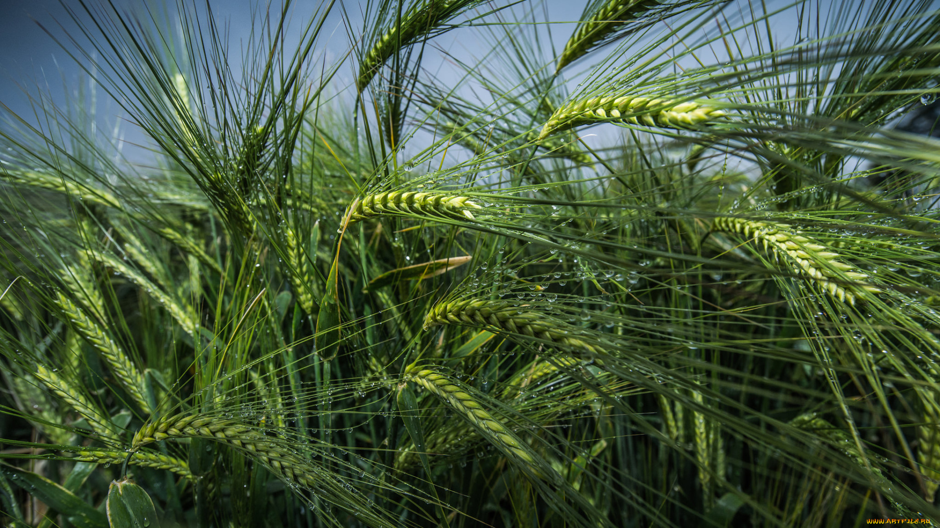 природа, поля, рожь