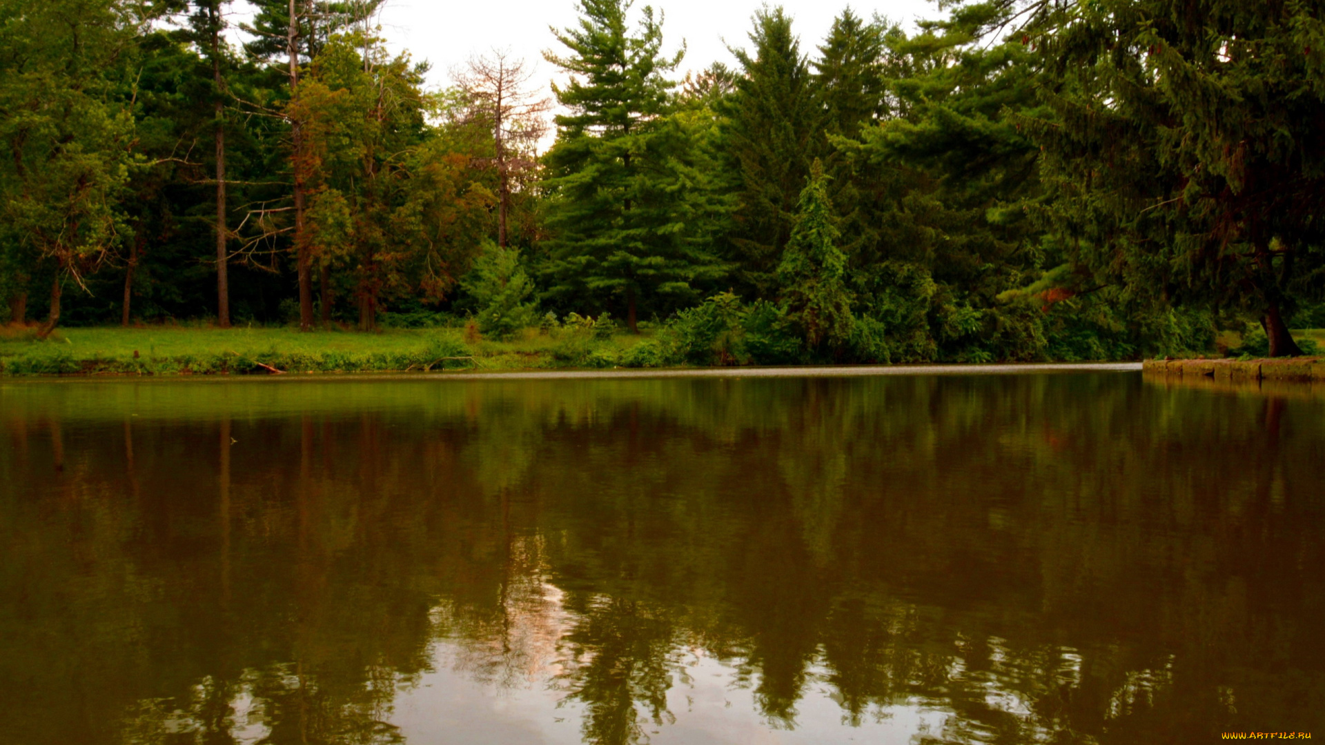 природа, реки, озера, отражение, лес