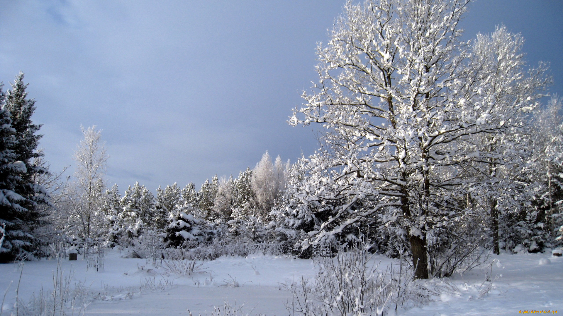 природа, зима, снег, деревья