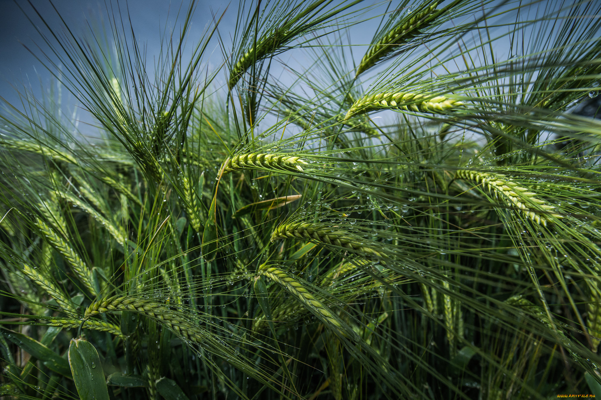 природа, поля, рожь