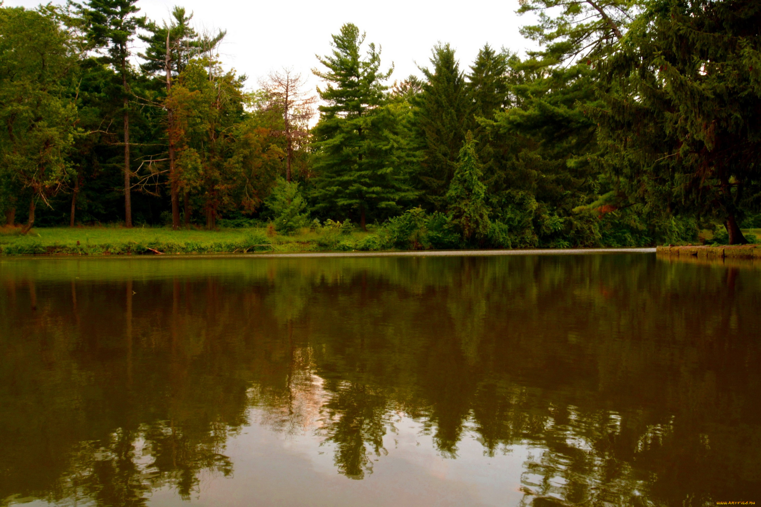 природа, реки, озера, отражение, лес