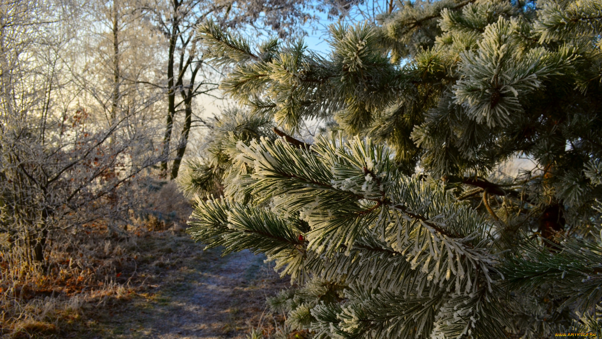 природа, деревья, хвоя