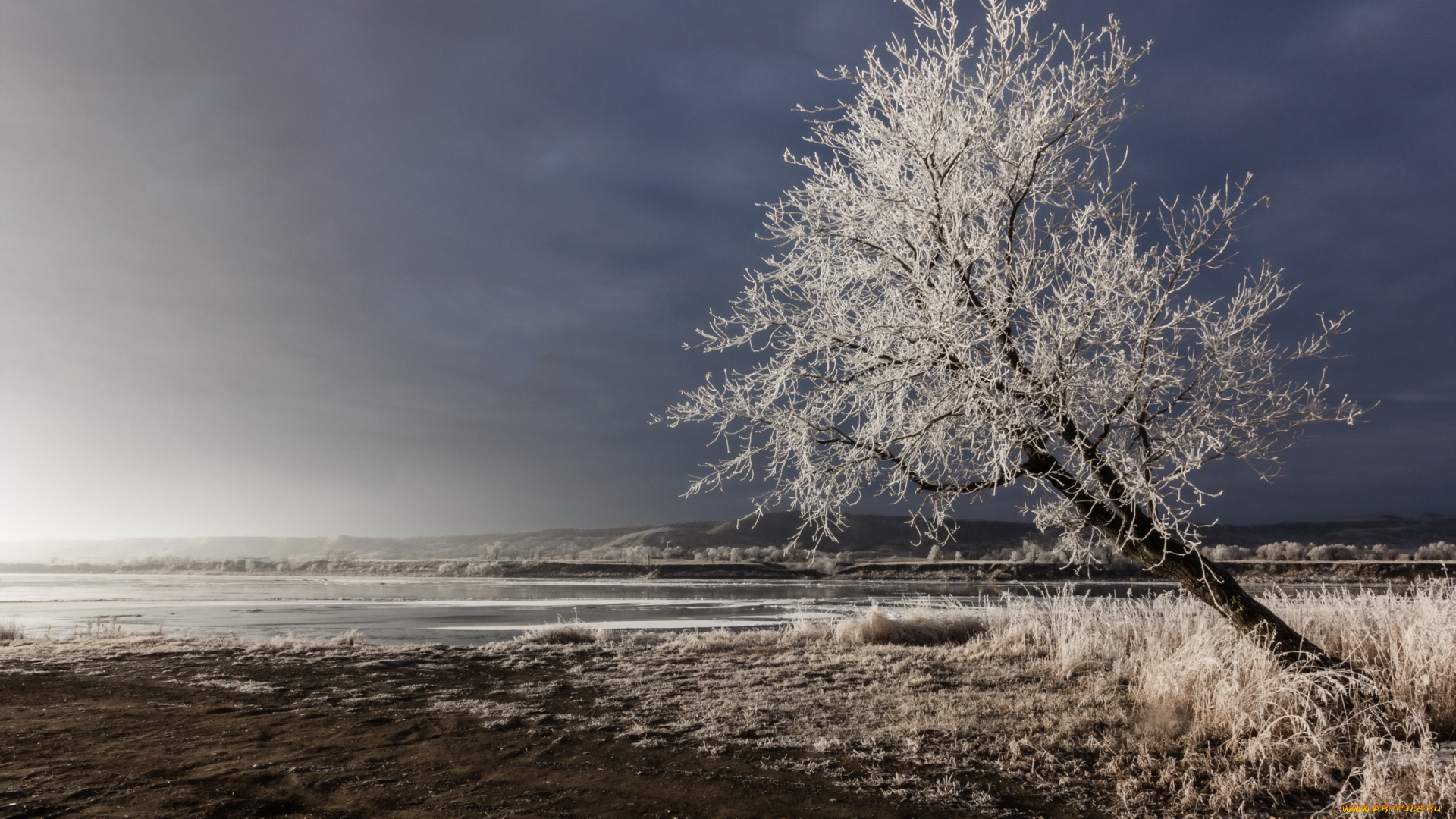 природа, деревья, поле, зима, дерево