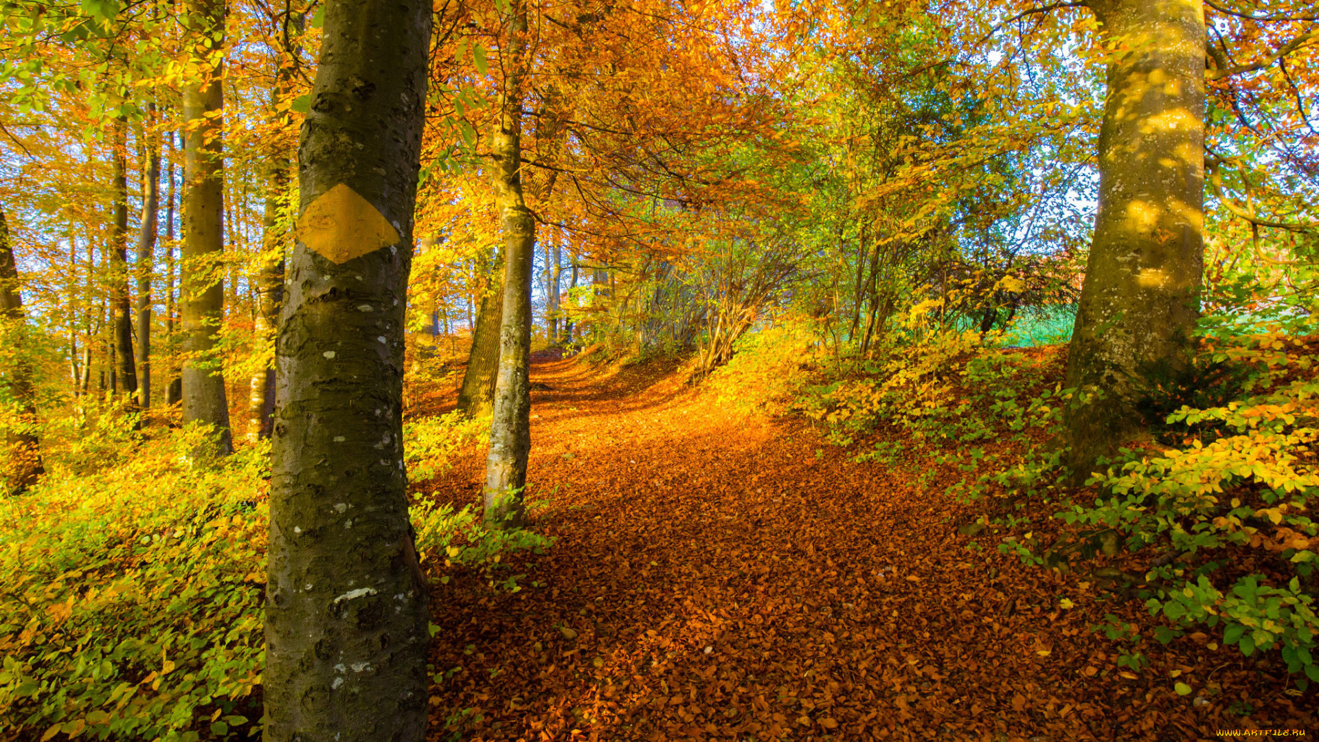 природа, дороги, лес, дорога, осень, деревья, пейзаж