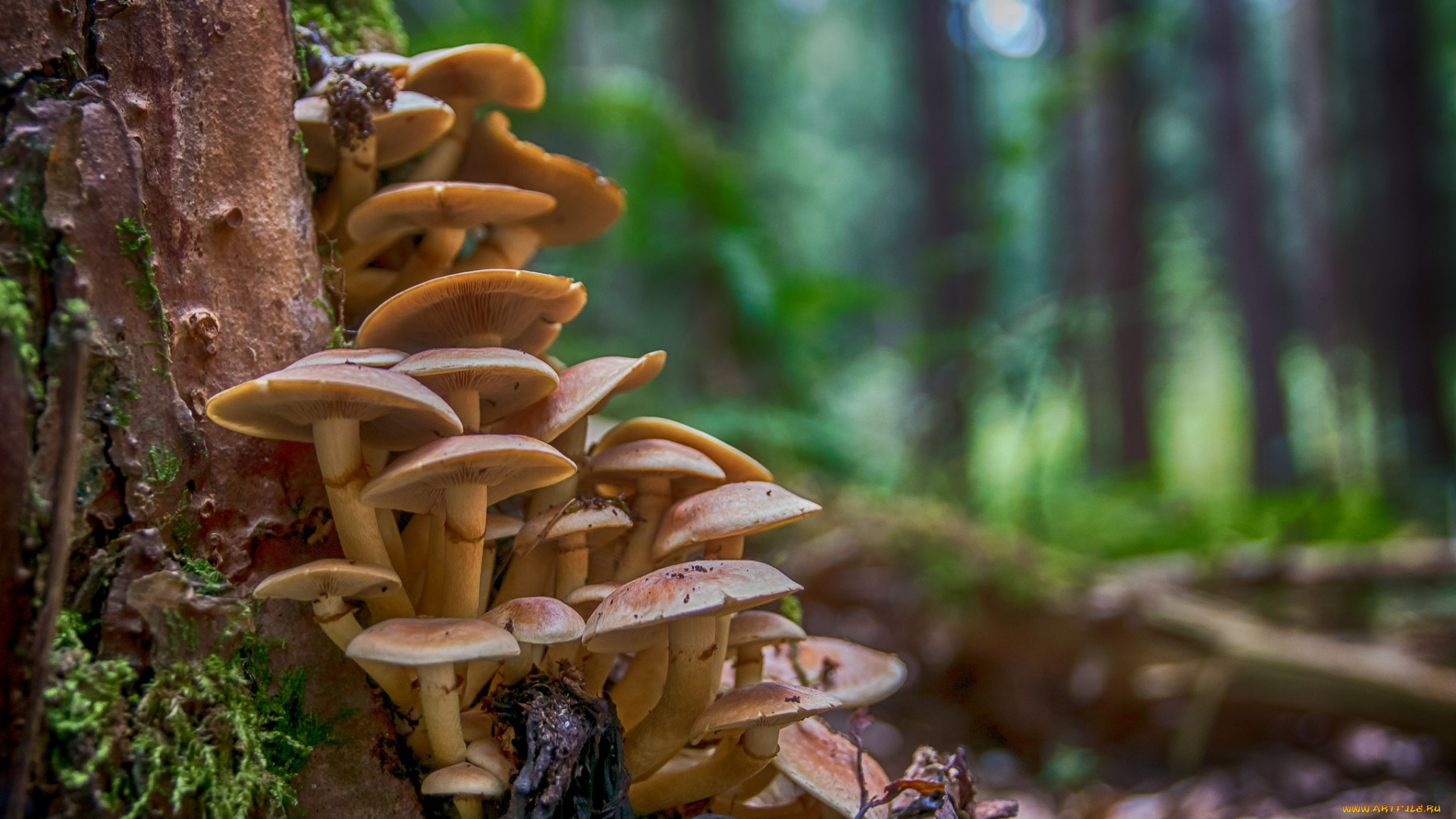 природа, грибы, опята
