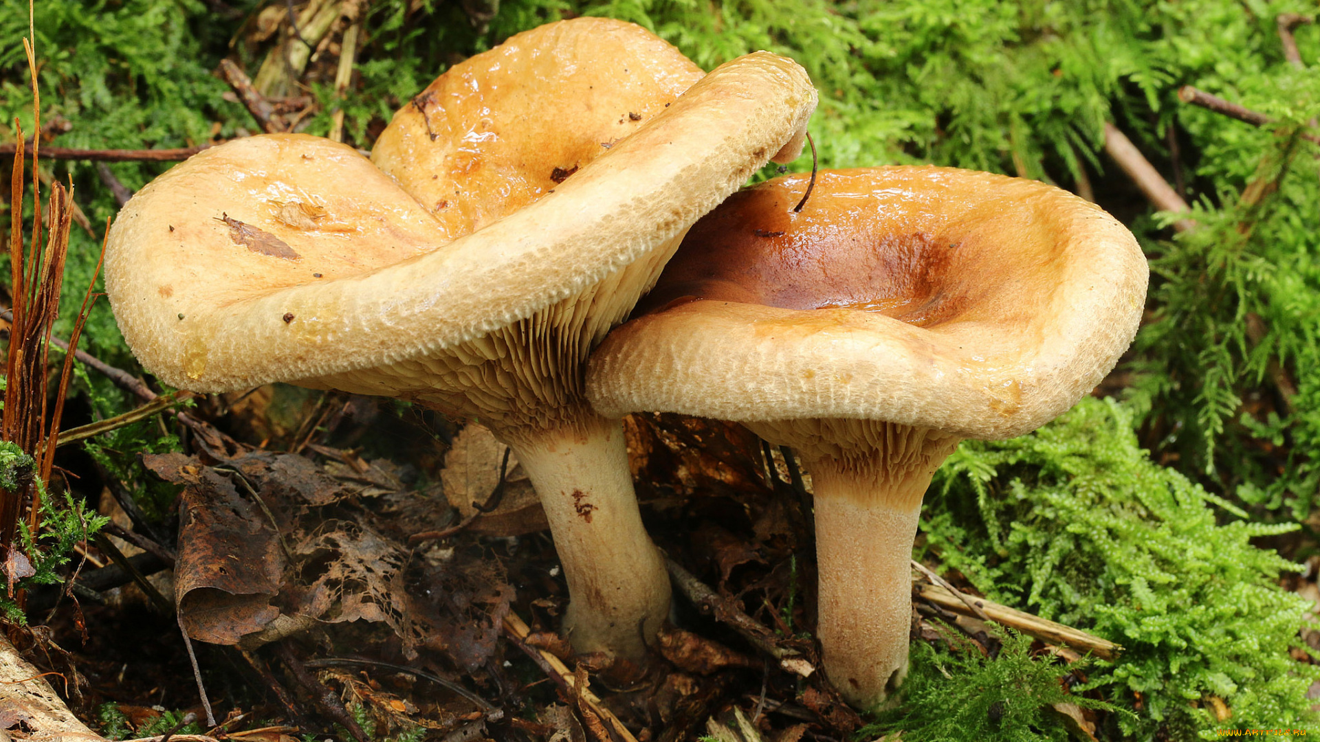 природа, грибы, свинушки